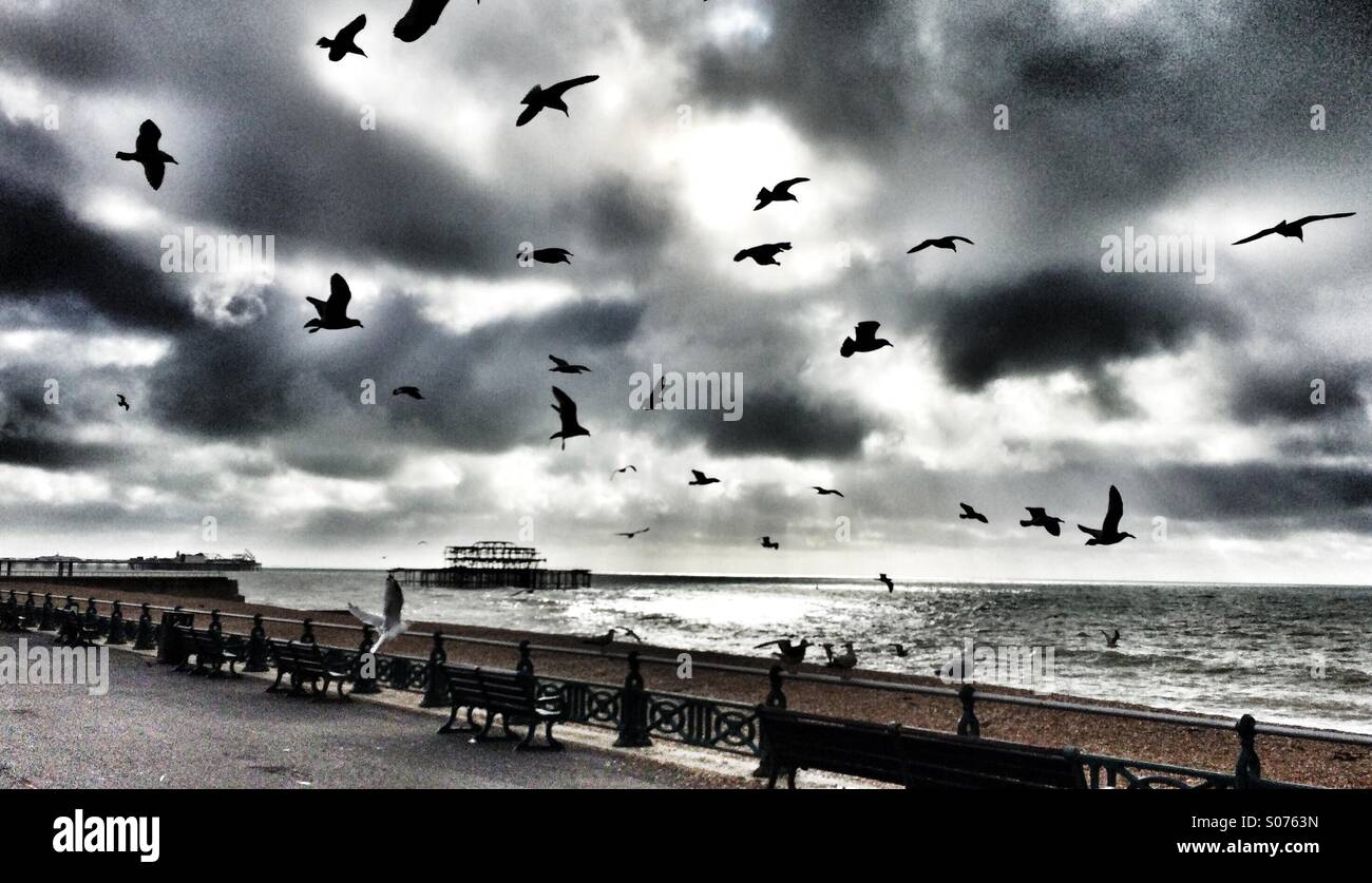 Birds flying sky hi-res stock photography and images - Alamy