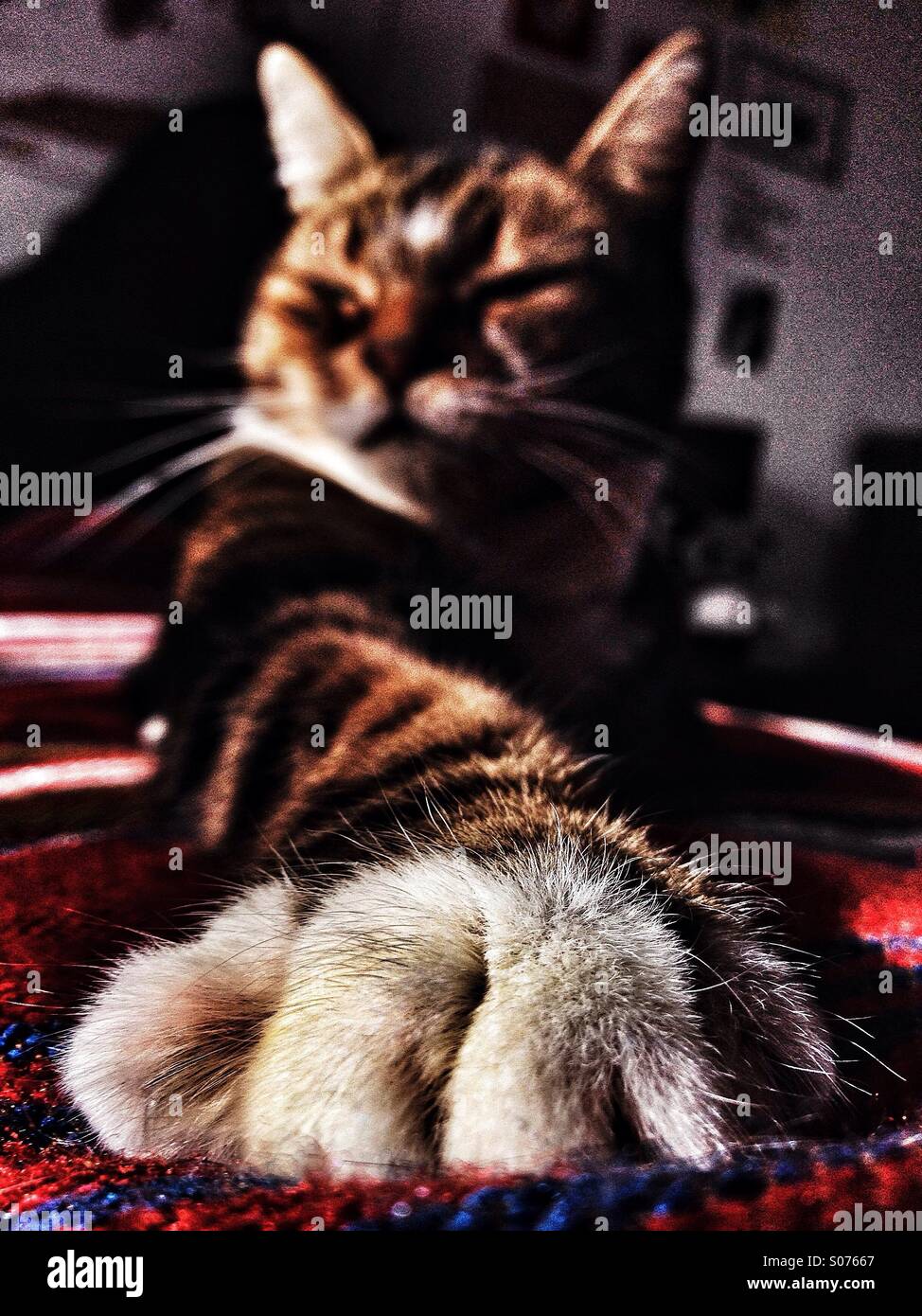 Cat stretching its paw out Stock Photo Alamy