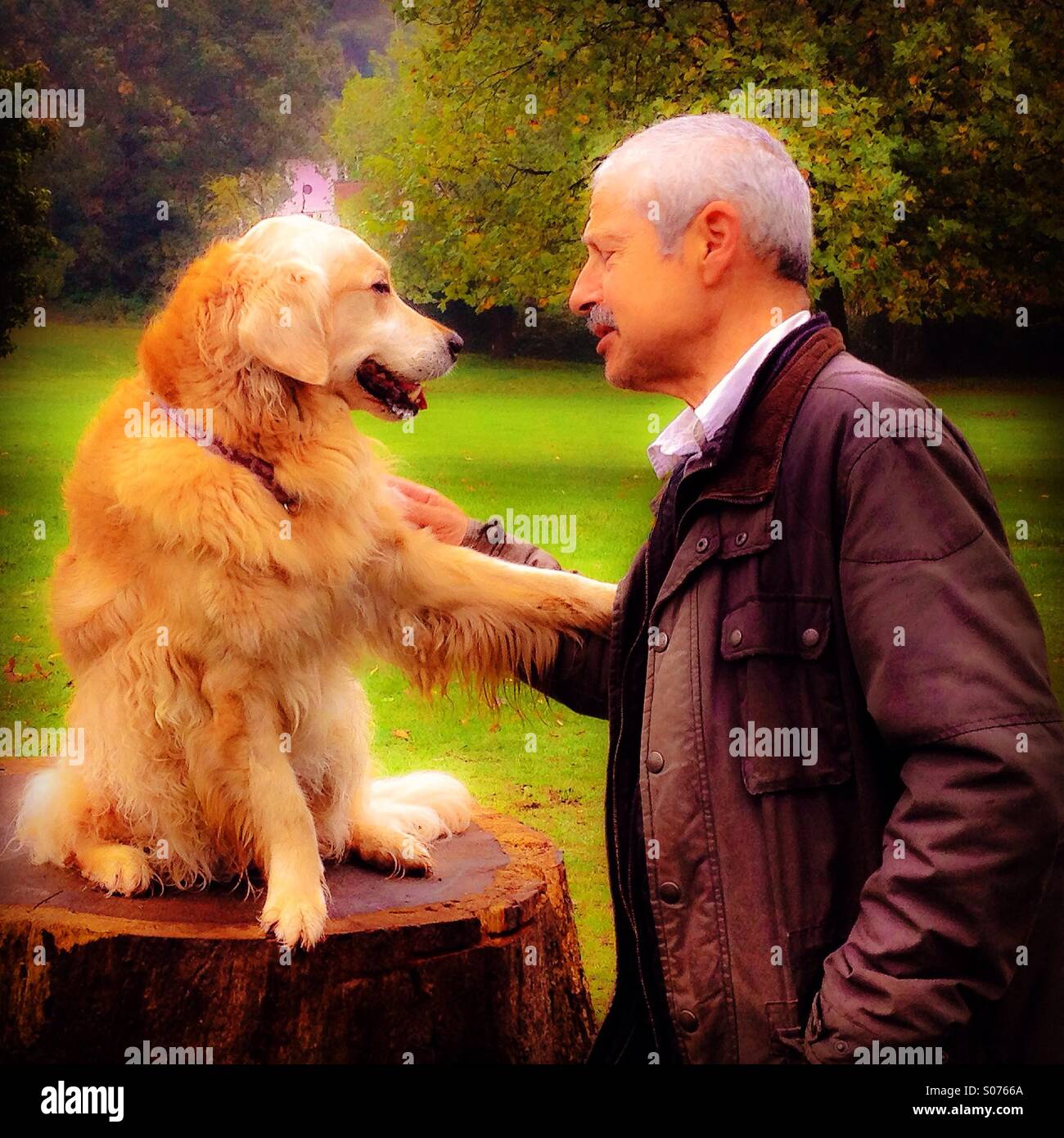 Dog sitting on tree stump with owner holding its paw Stock Photo