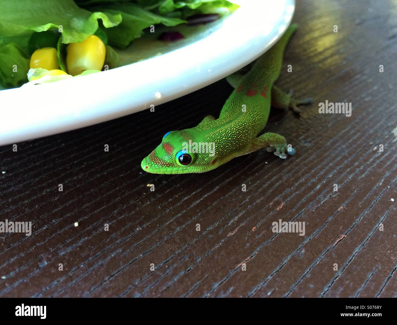 Gecko likes people food - Smartphone Captured Stock Image
