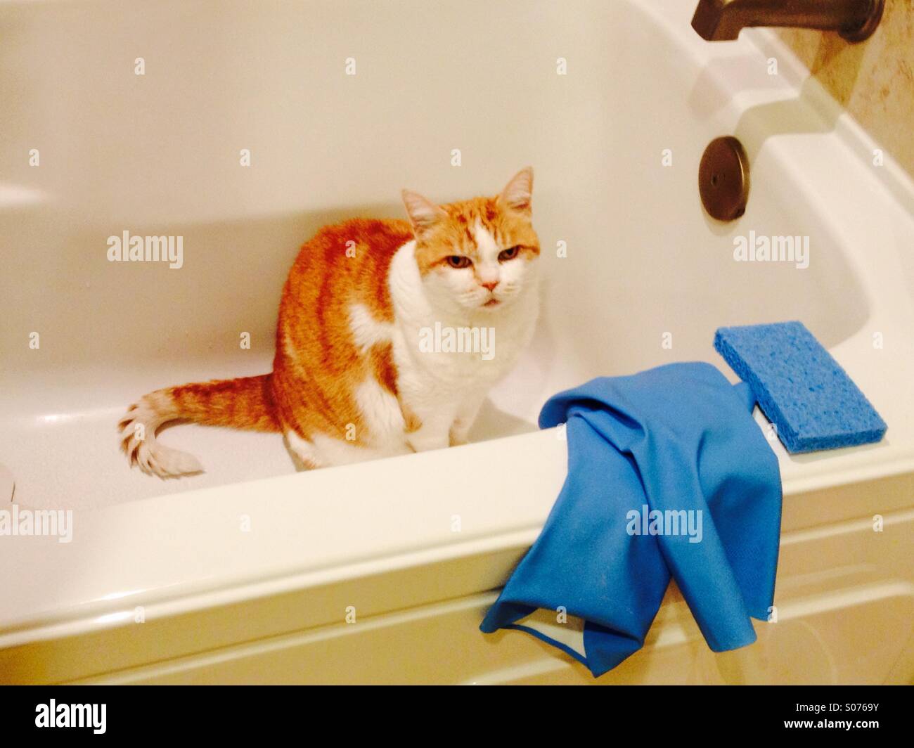Orange and white cat sitting in the bathtub Stock Photo