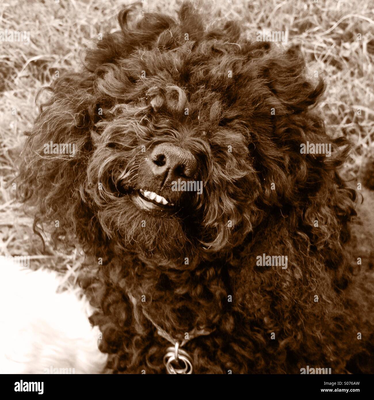 why do poodles smile