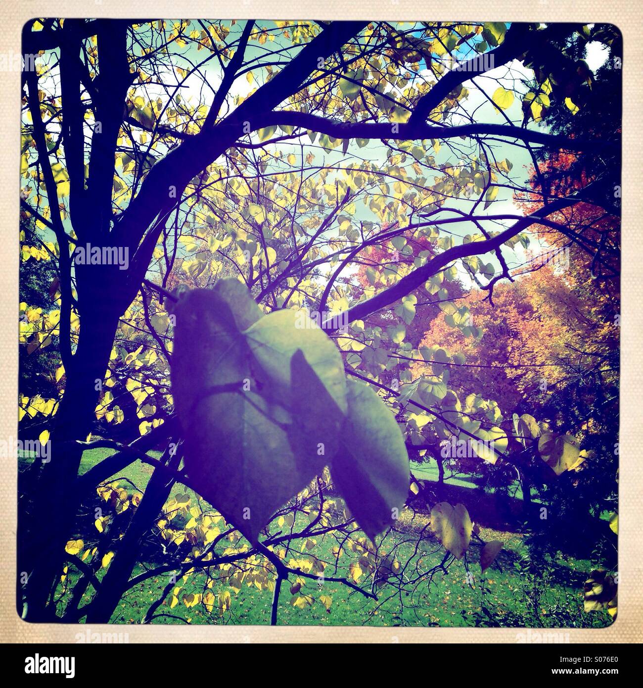 Trees with autumn leaves - Smartphone Captured Stock Image