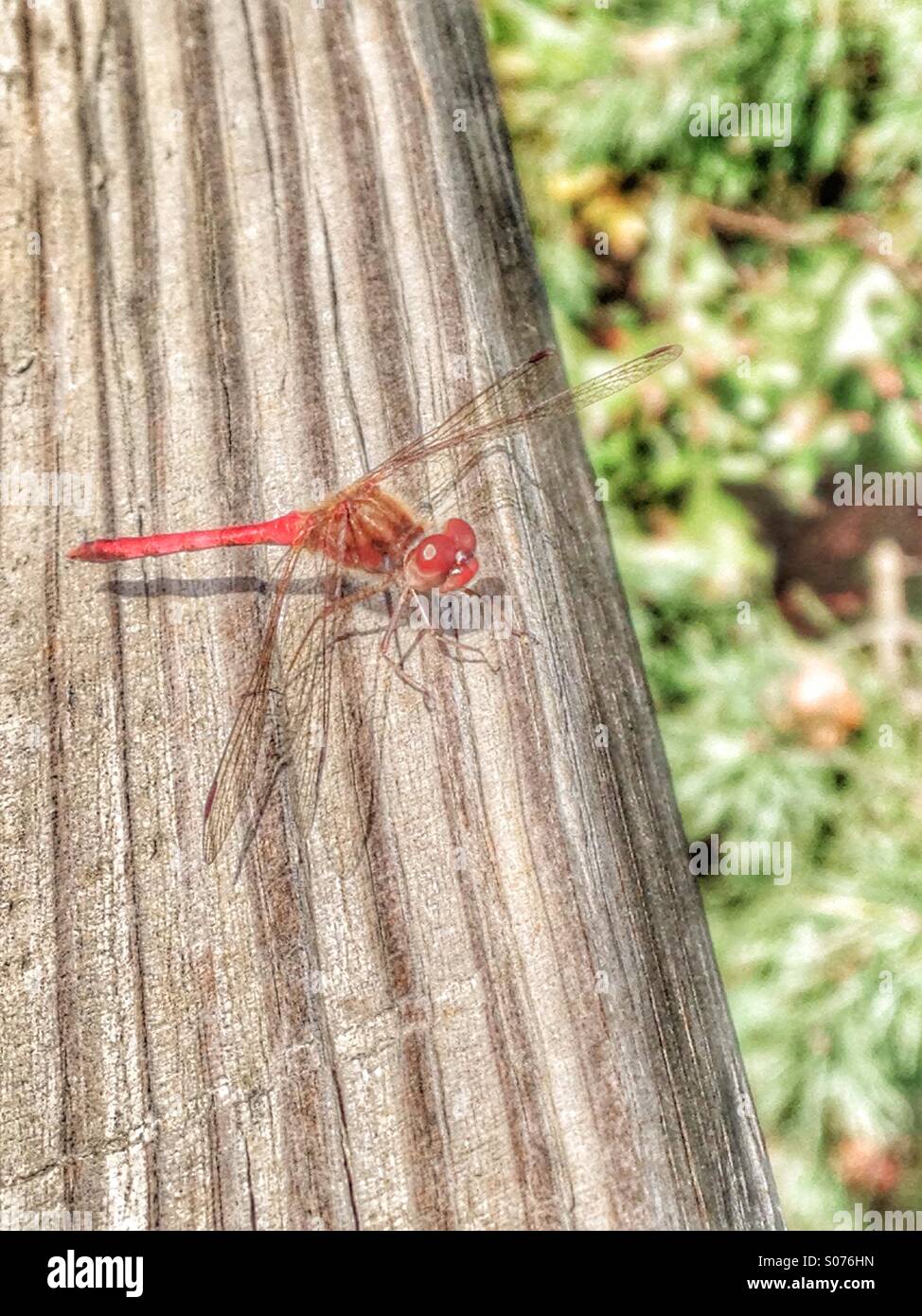 A red dragonfly Stock Photo - Alamy