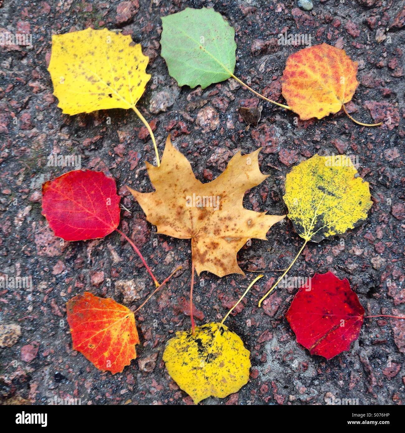 Different coloured autumn leaves arranged on a pavement Stock Photo