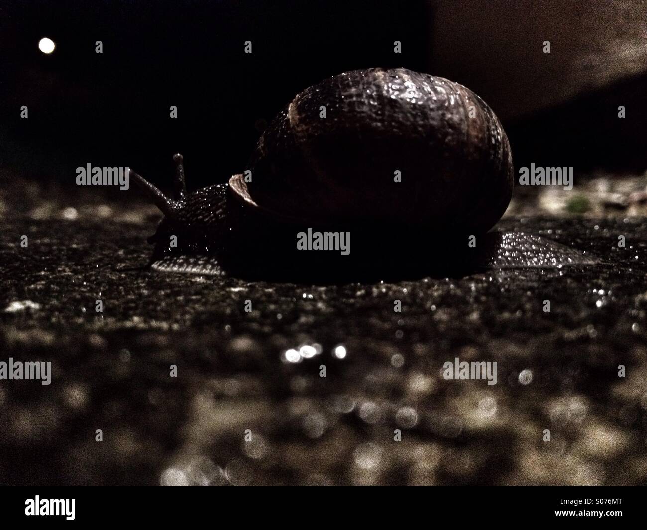 Snail at night Stock Photo Alamy
