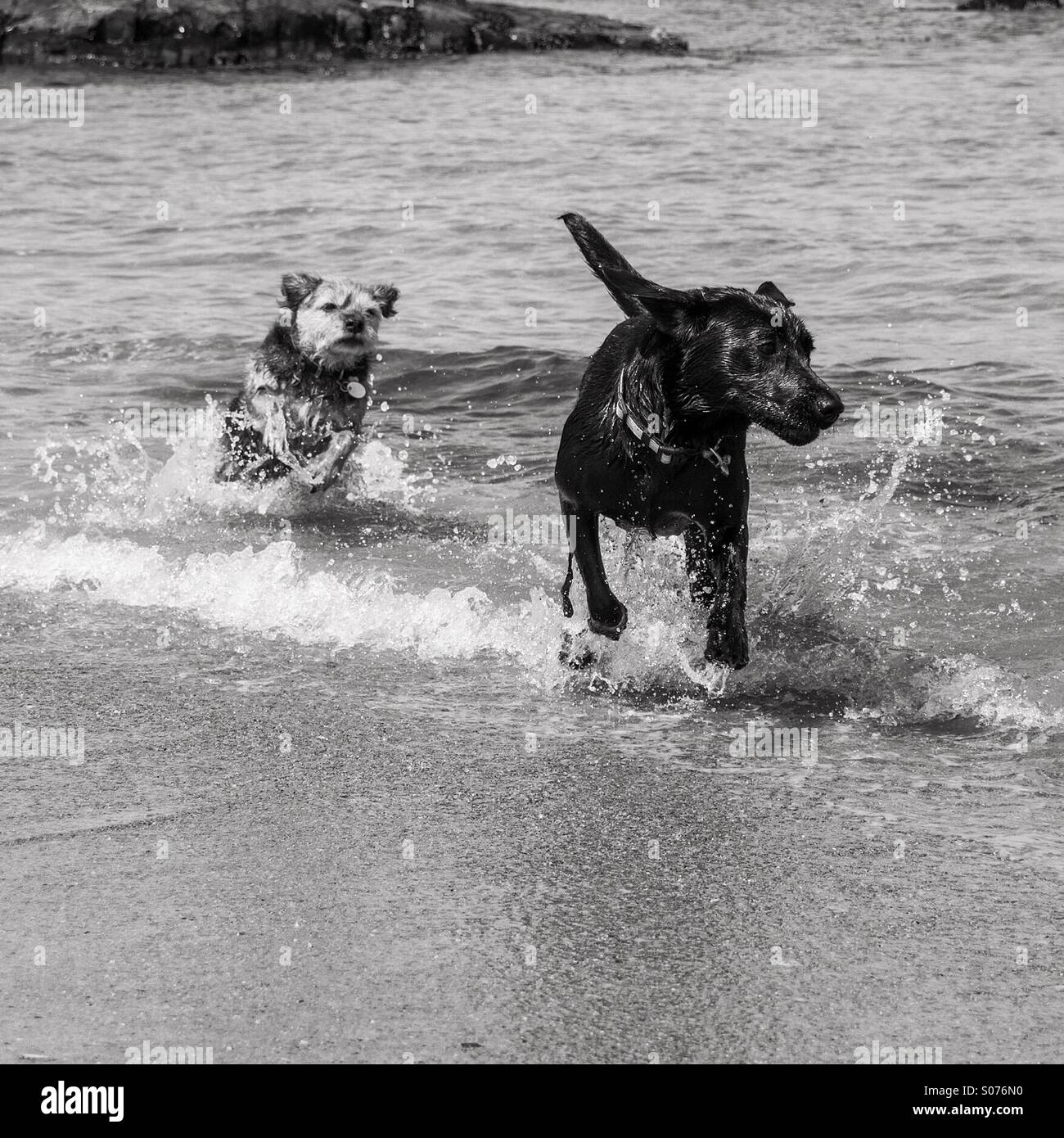 Two dogs playing in the sea - Smartphone Captured Stock Image Two dogs playing in the sea - Smartphone Captured Stock Image