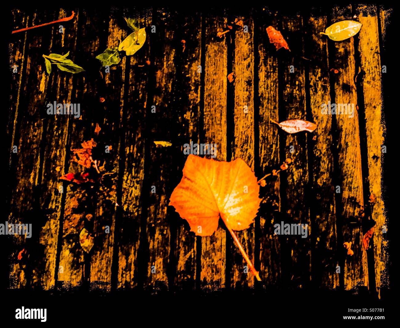Autumn leaf on wood Stock Photo