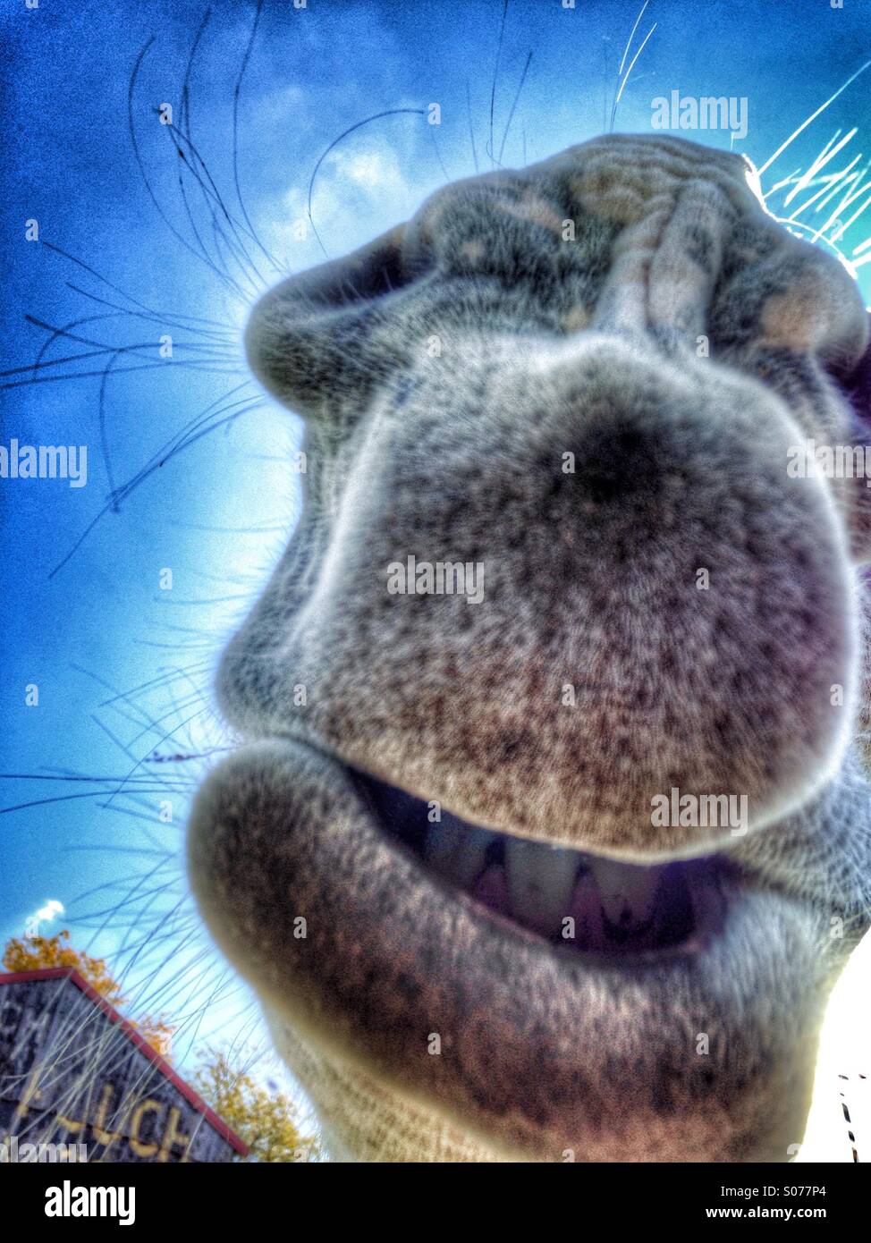 A mammoth donkey's lips. - Smartphone Captured Stock Image