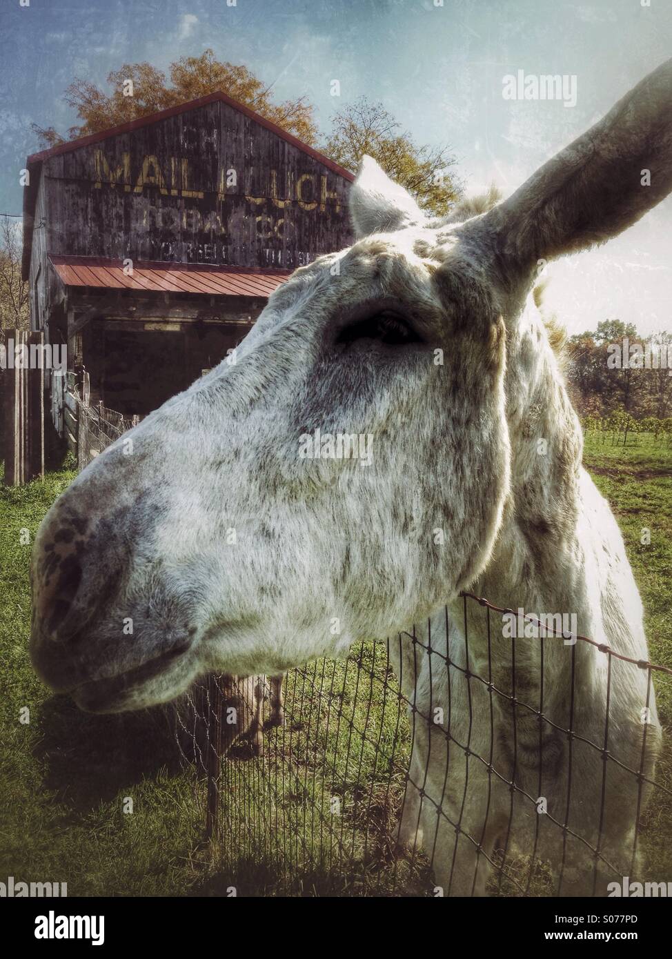 A mammoth donkey looking satisfied. - Smartphone Captured Stock Image