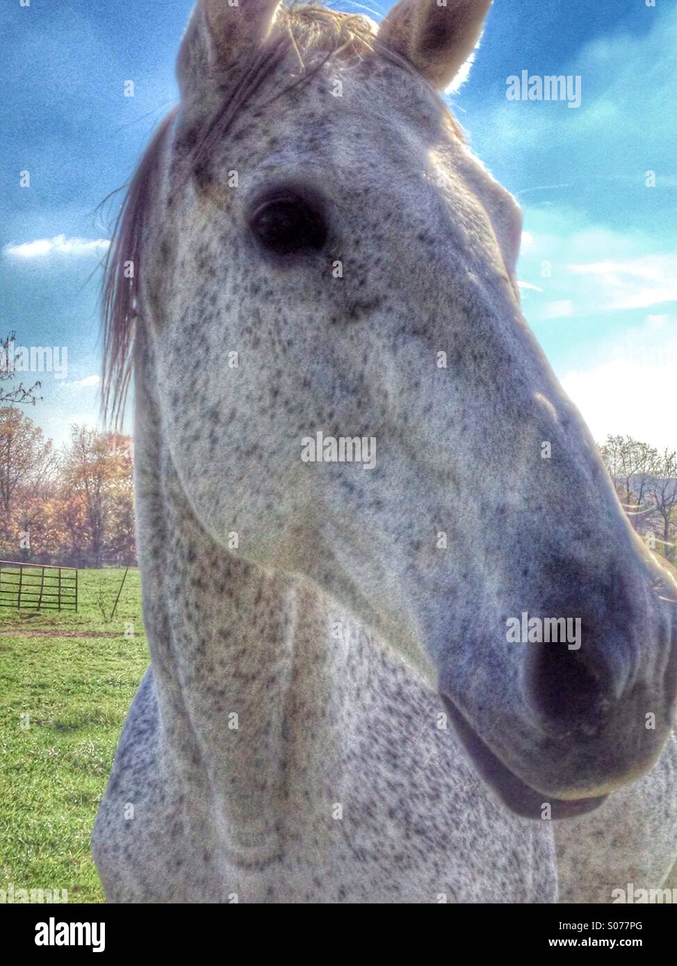 A horse on the farm. - Smartphone Captured Stock Image