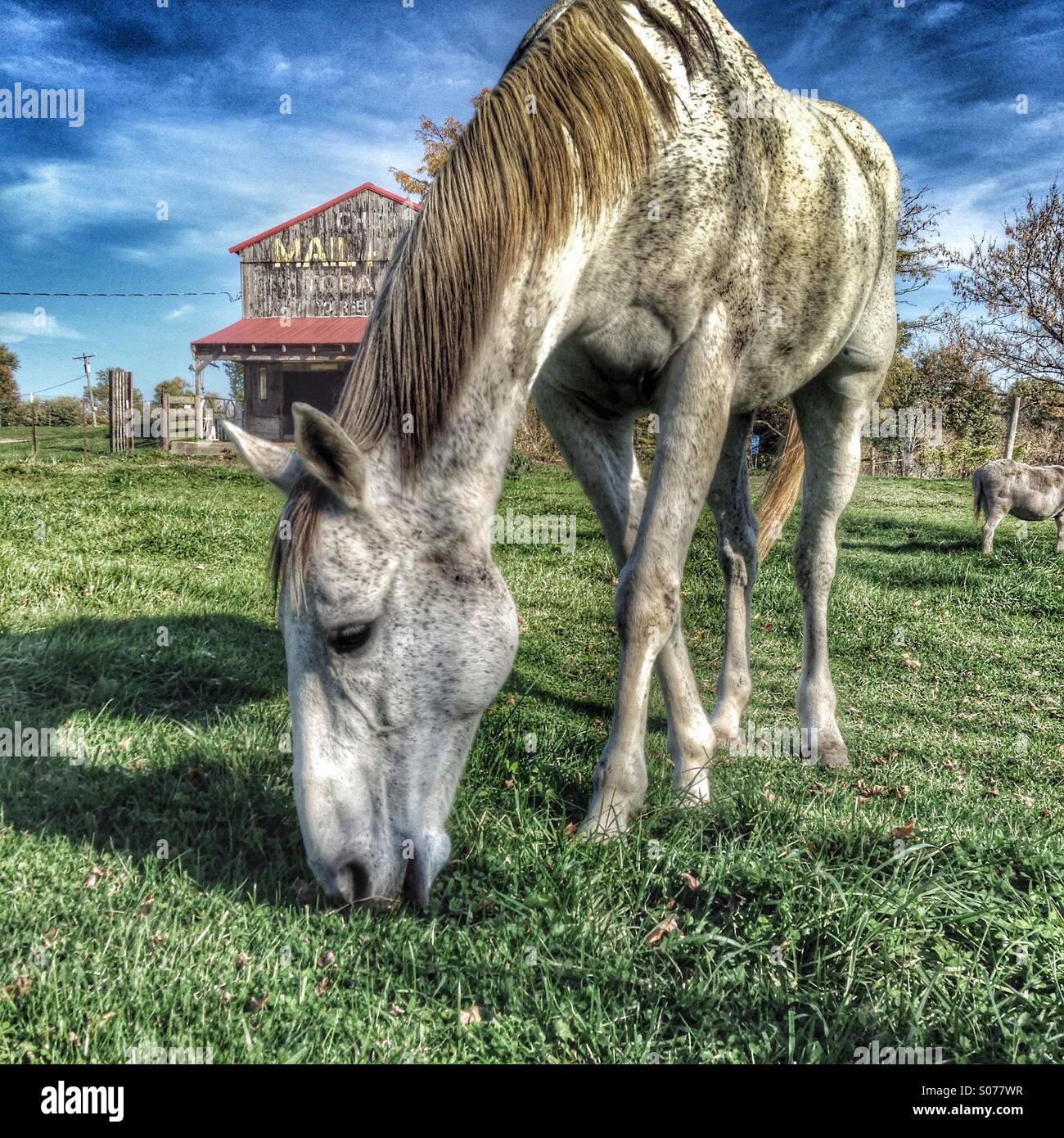 A grazing horse. - Smartphone Captured Stock Image