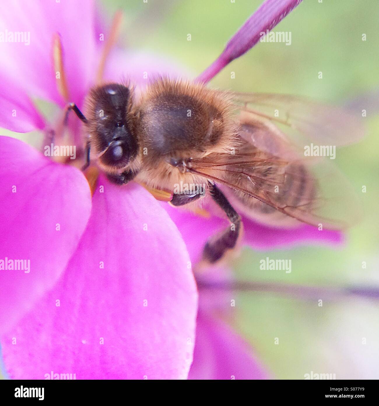 Bee on pink flower Stock Photo