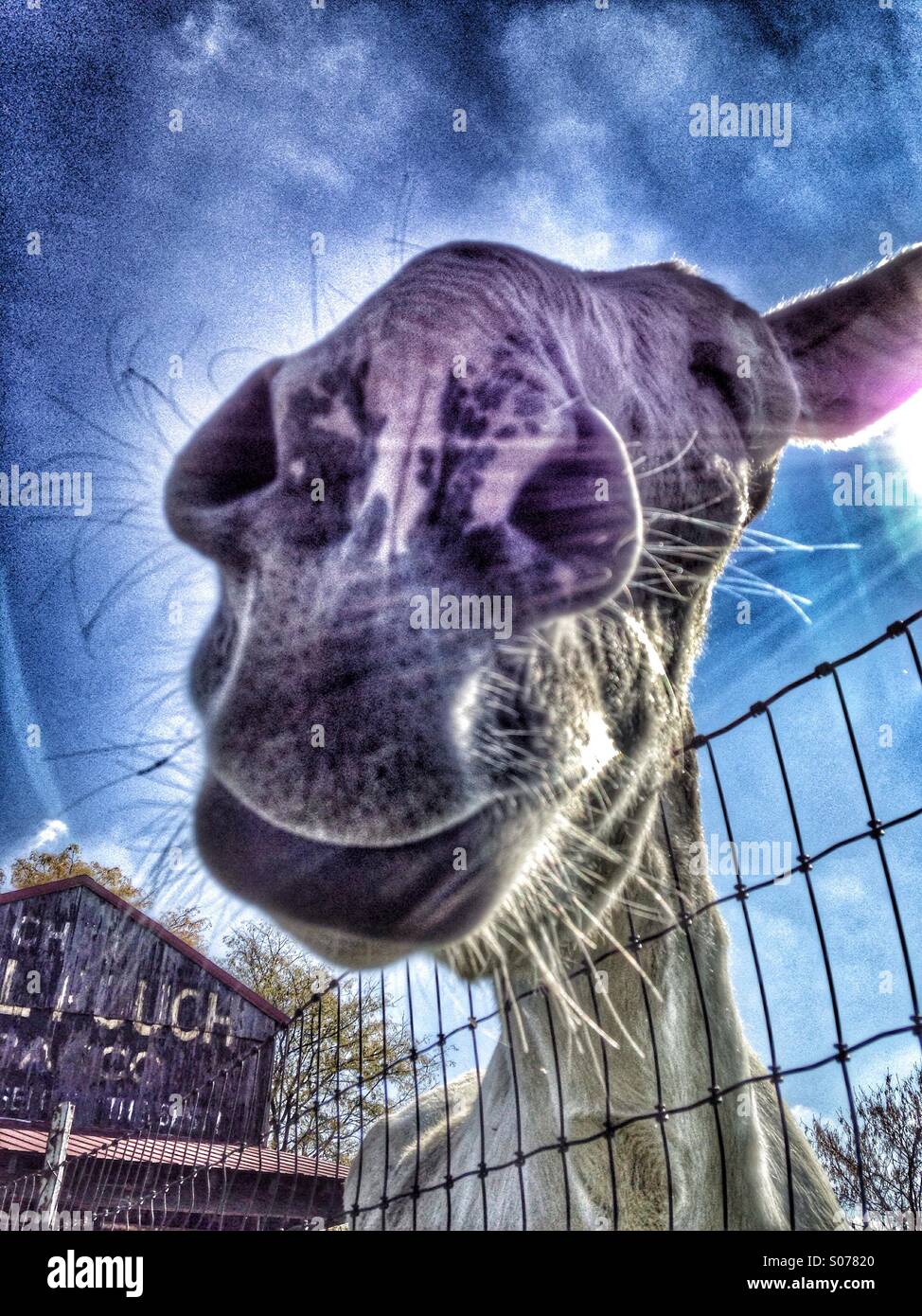 A mammoth donkey smiling in the sunlight. - Smartphone Captured Stock Image