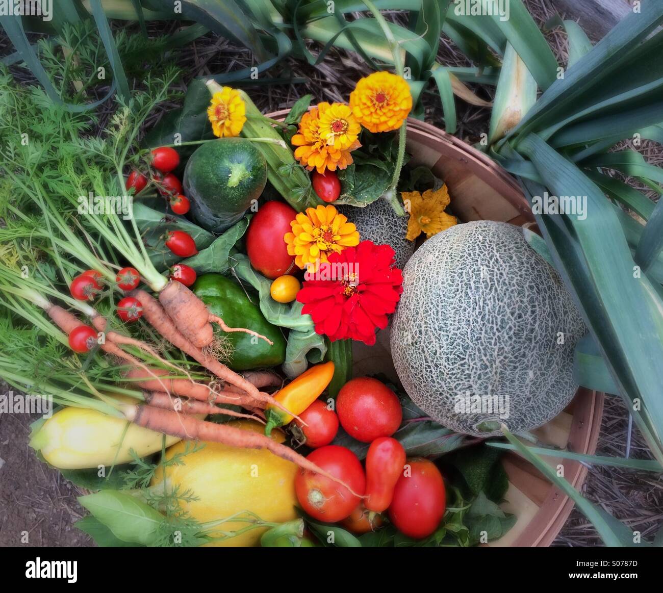 Produce picked from garden - Smartphone Captured Stock Image