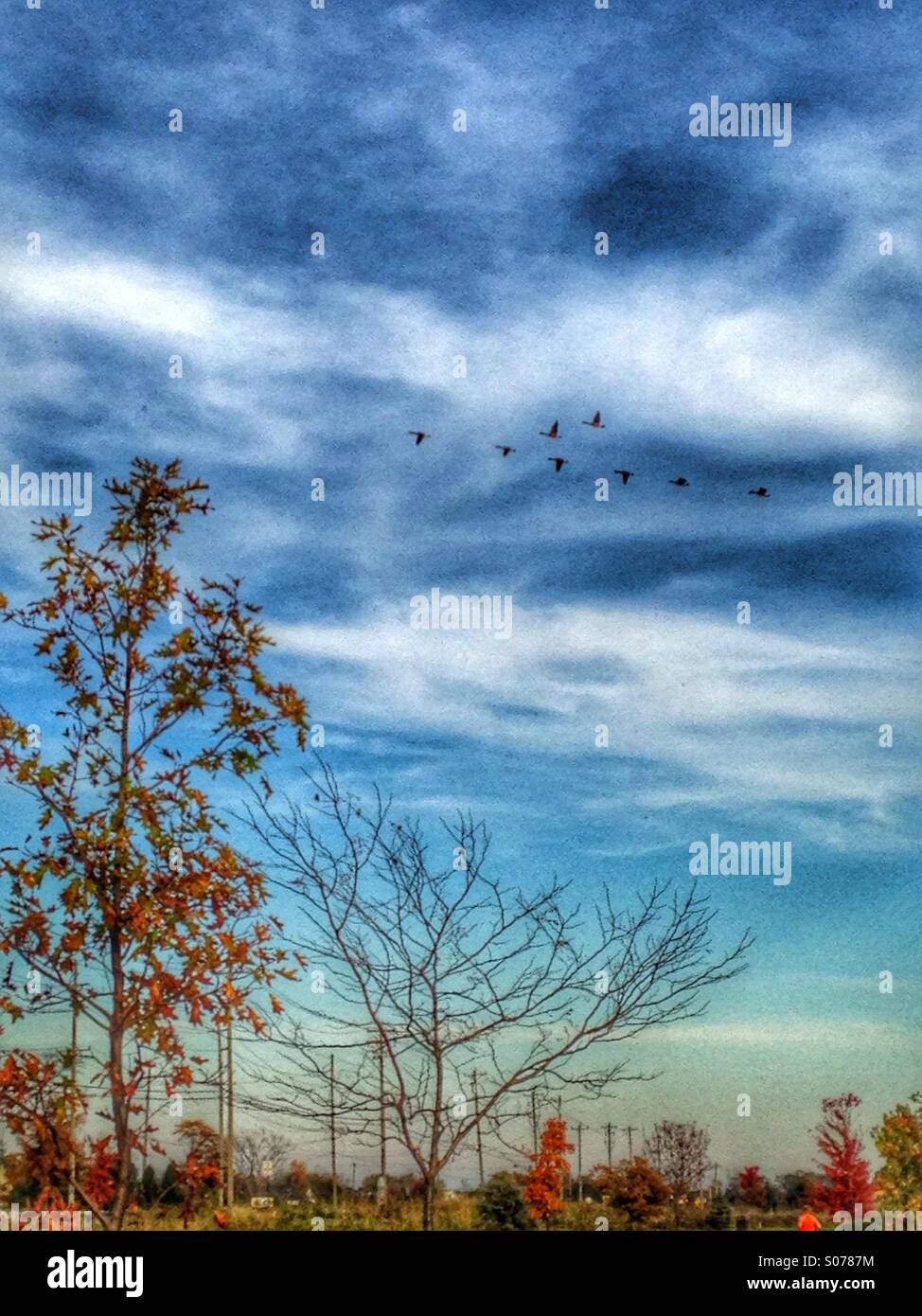 Canadian geese in flight. - Smartphone Captured Stock Image