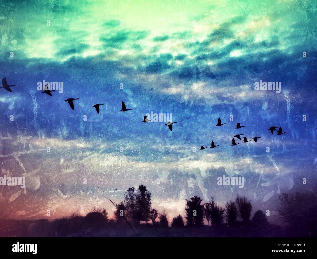 A flock of Canada geese in flight. - Smartphone Captured Stock Image