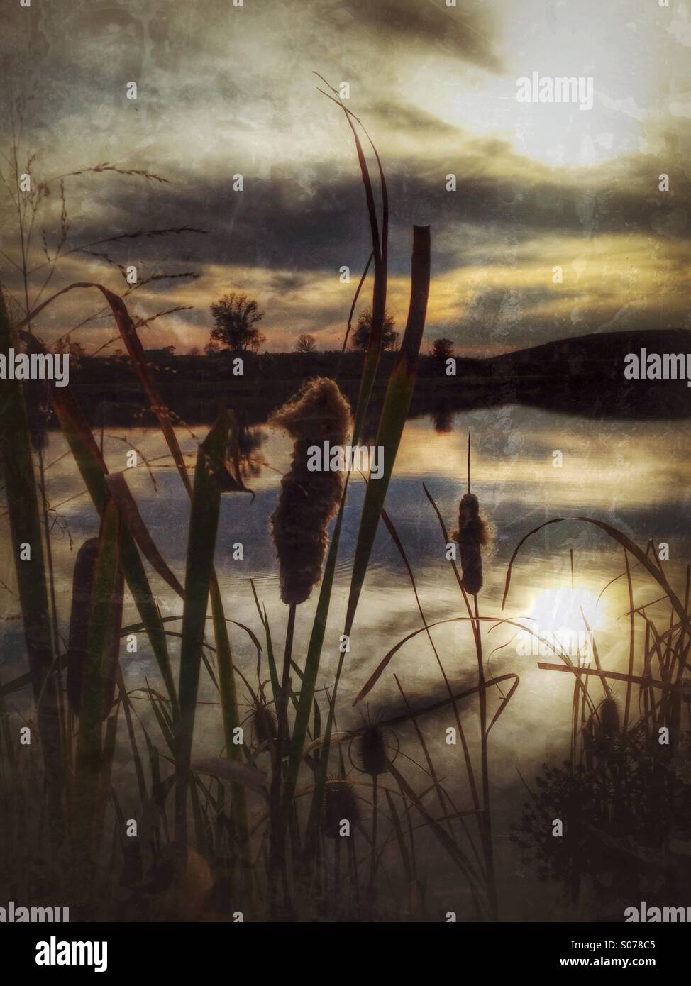 Cattails in the golden sun. - Smartphone Captured Stock Image