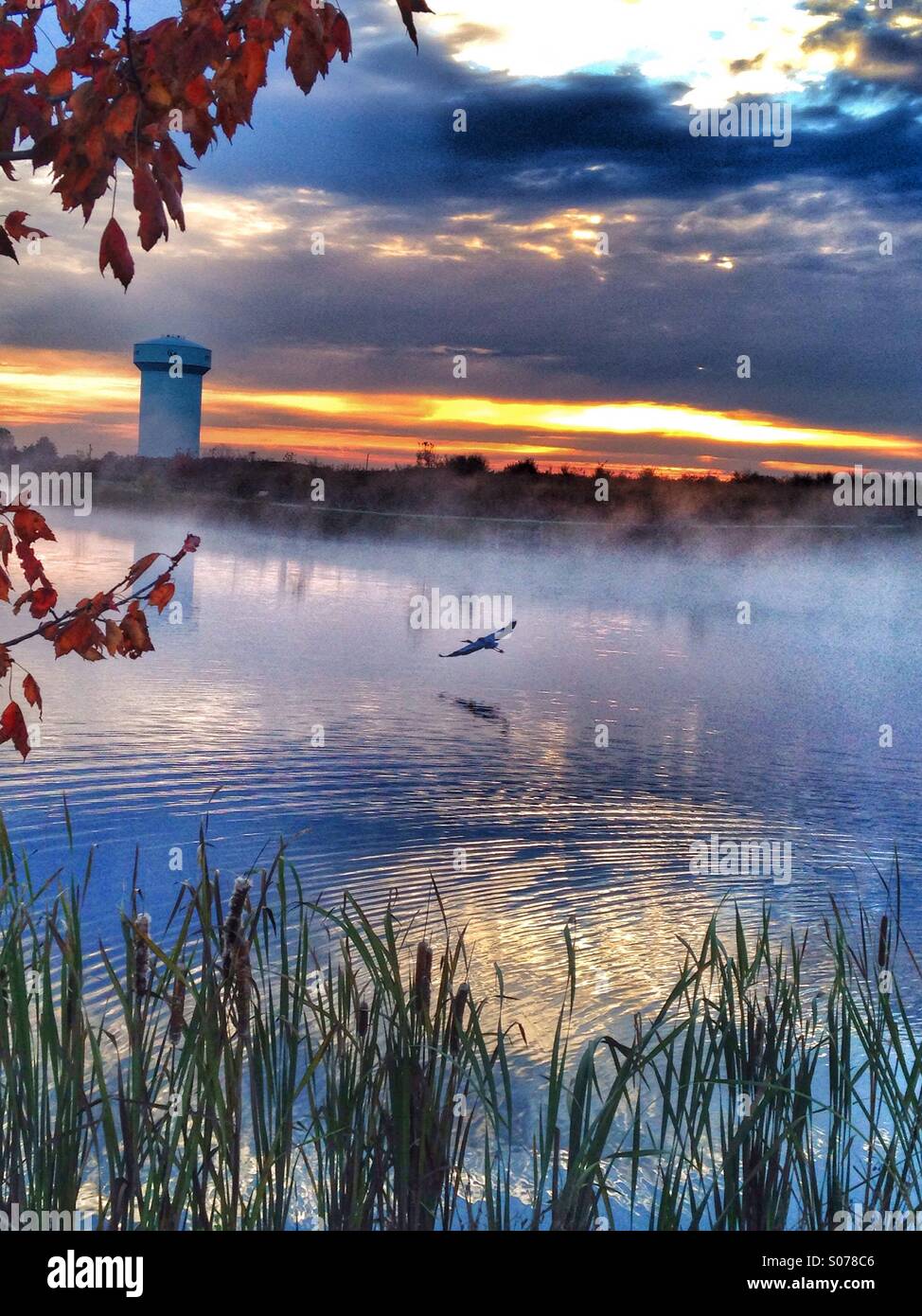 A heron in flight. - Smartphone Captured Stock Image