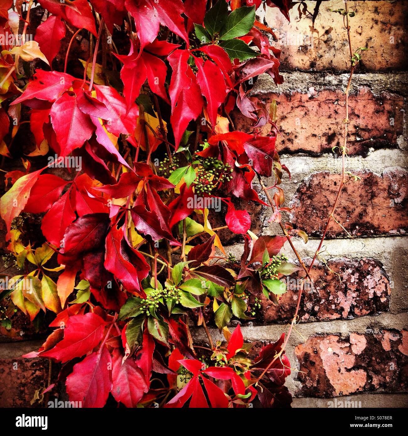 Red autumnal leaves of an ivy bush growing on a wall in Berlin, Germany Stock Photo