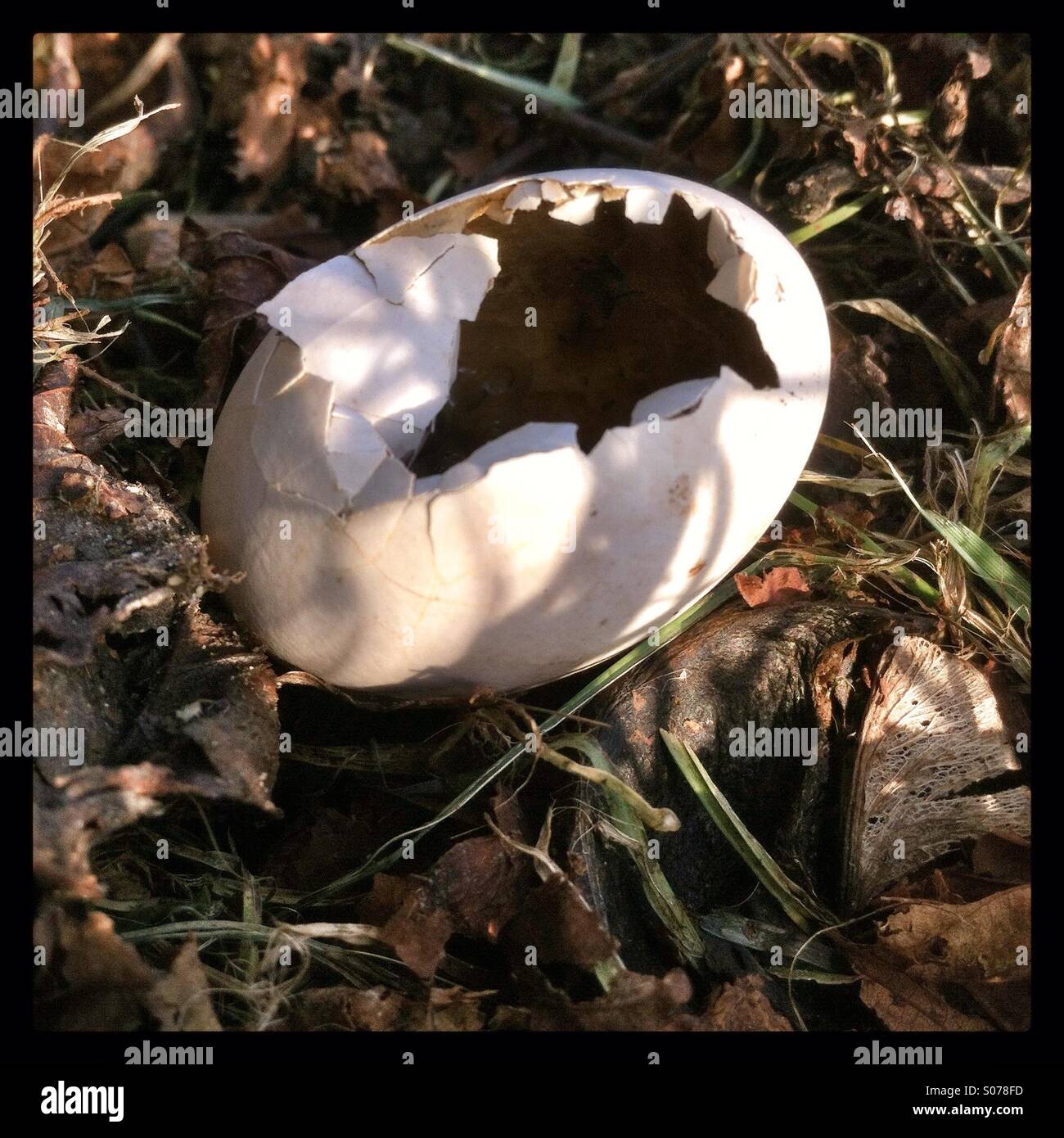 Empty shell of a Hatched pigeon egg - Smartphone Captured Stock Image