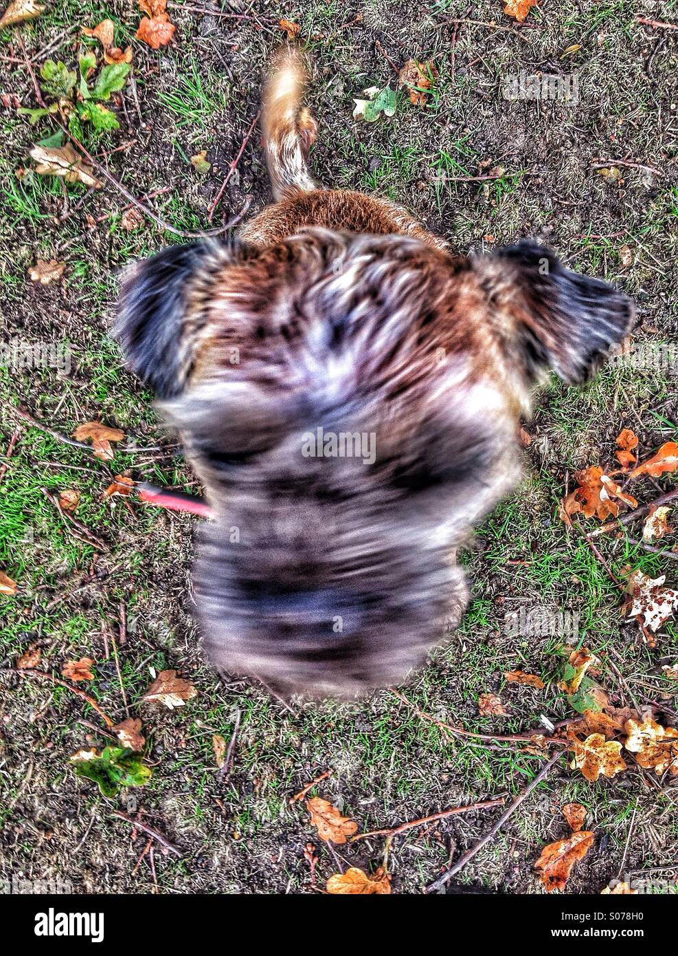 Sitting dog shaking its head Stock Photo Alamy