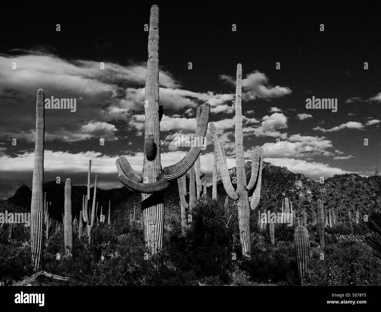 Saguaro cactus stand in Saguaro National Park, Tucson, Arizona, USA. - Smartphone Captured Stock Image