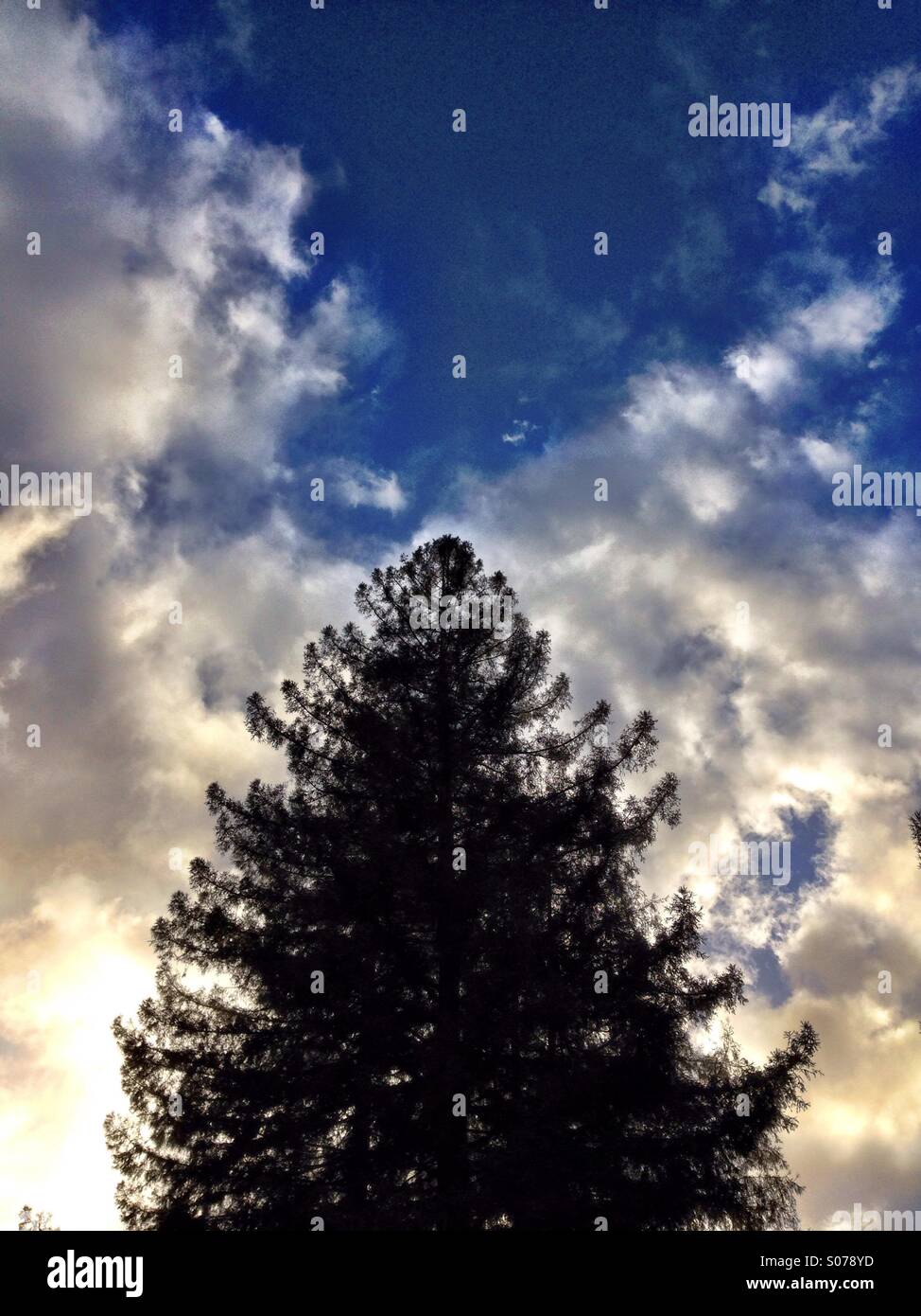 Storm clouds, blue sky, evergreen tree - Smartphone Captured Stock Image