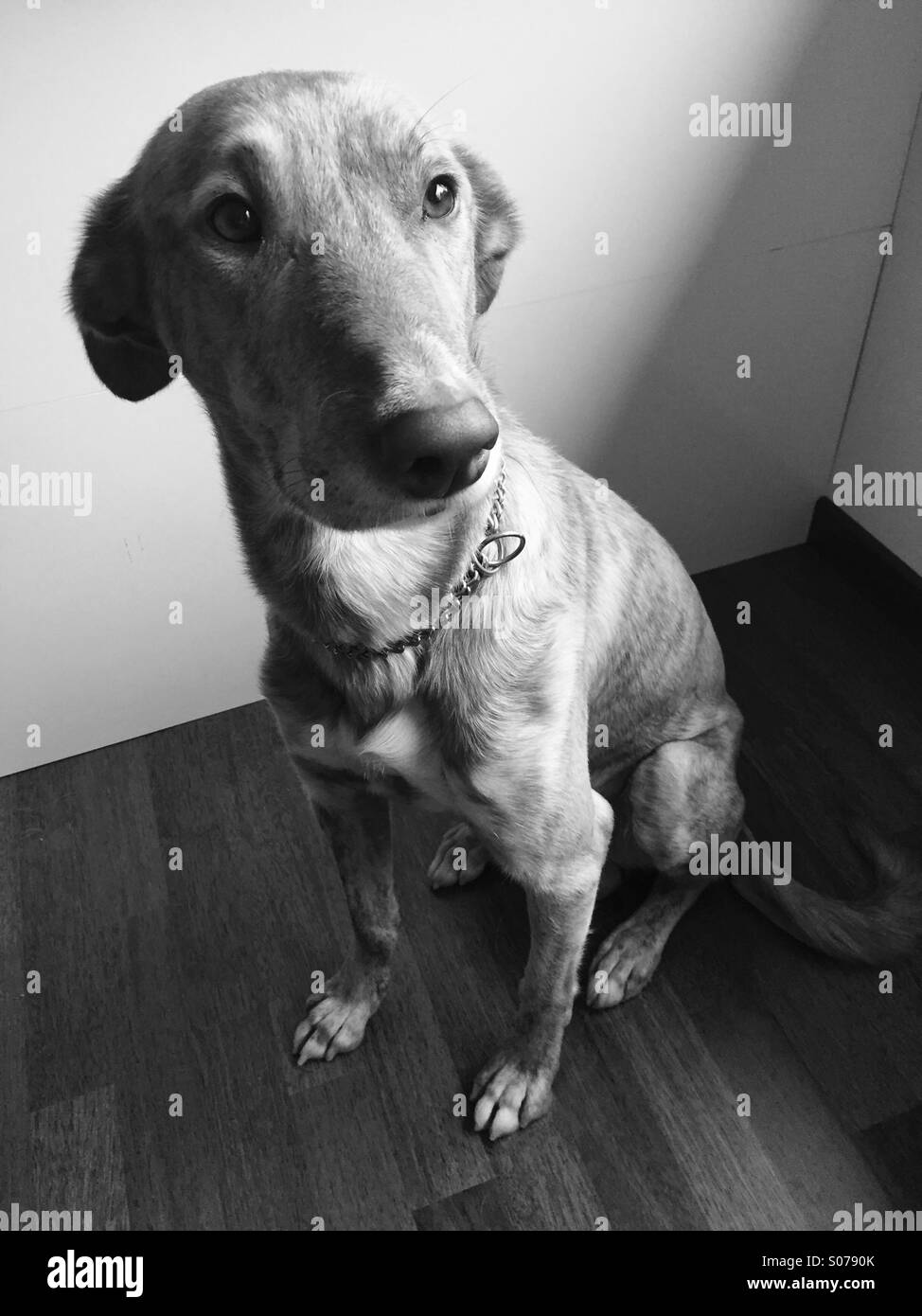 Greyhound dog sitting Black and White Stock Photos & Images Alamy