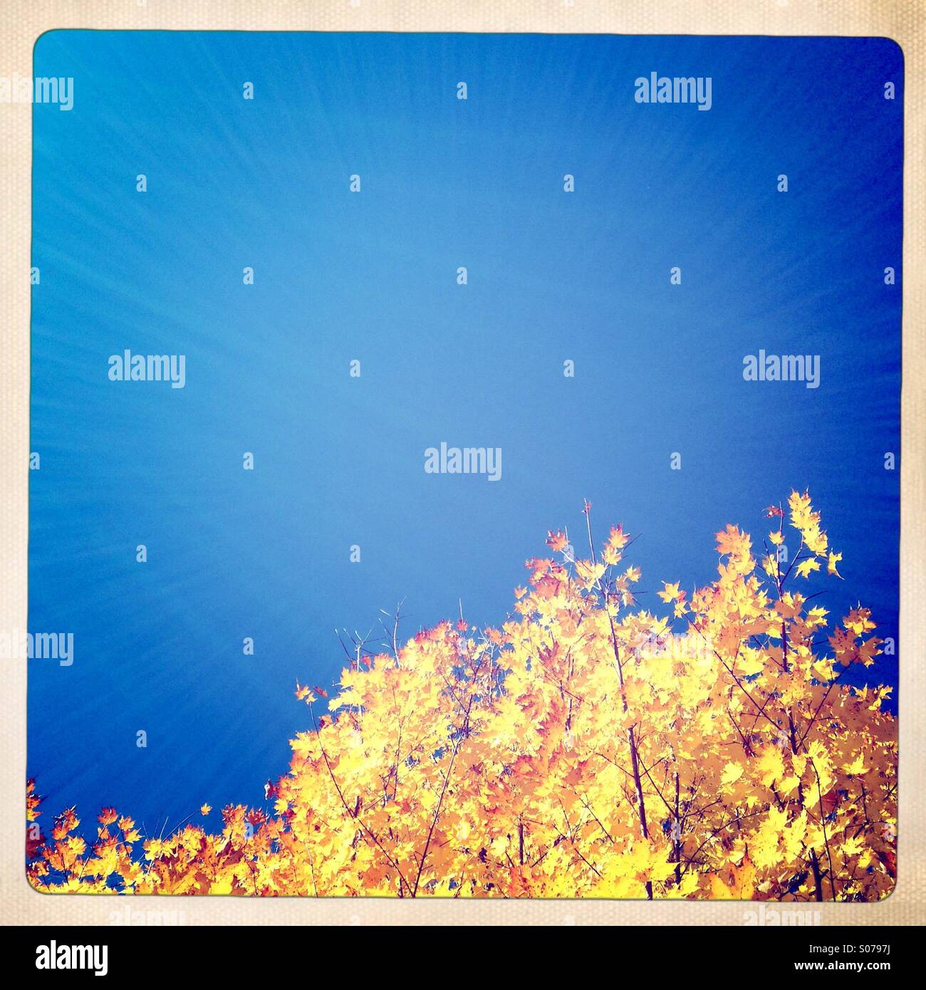 Yellow maples leaves against a blue autumn sky Stock Photo - Alamy