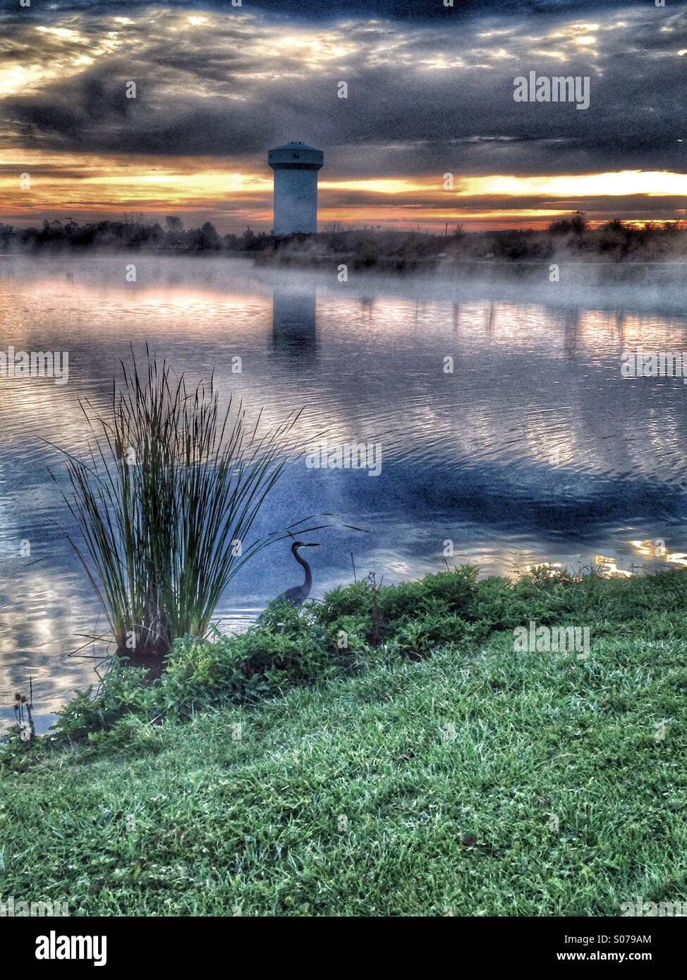 A heron concealed by cattails. - Smartphone Captured Stock Image