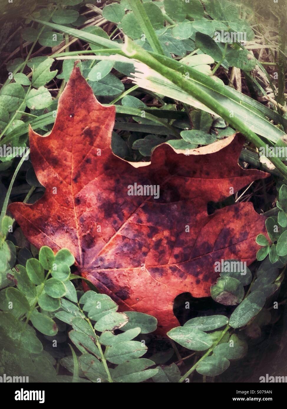 A nestled fall maple leaf. Stock Photo