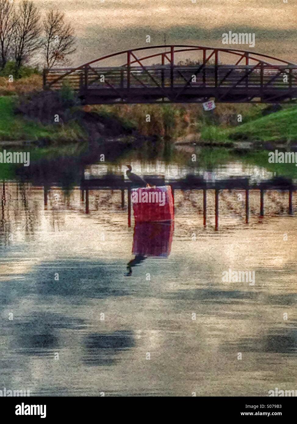 A double crested cormorant sunning itself by a bridge. - Smartphone Captured Stock Image