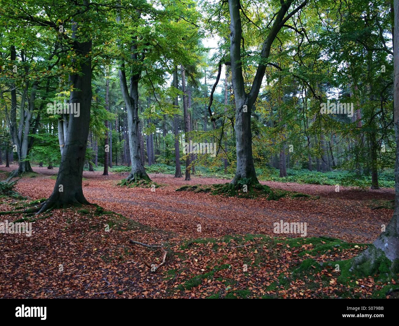 Autumn day in Woodland. - Smartphone Captured Stock Image