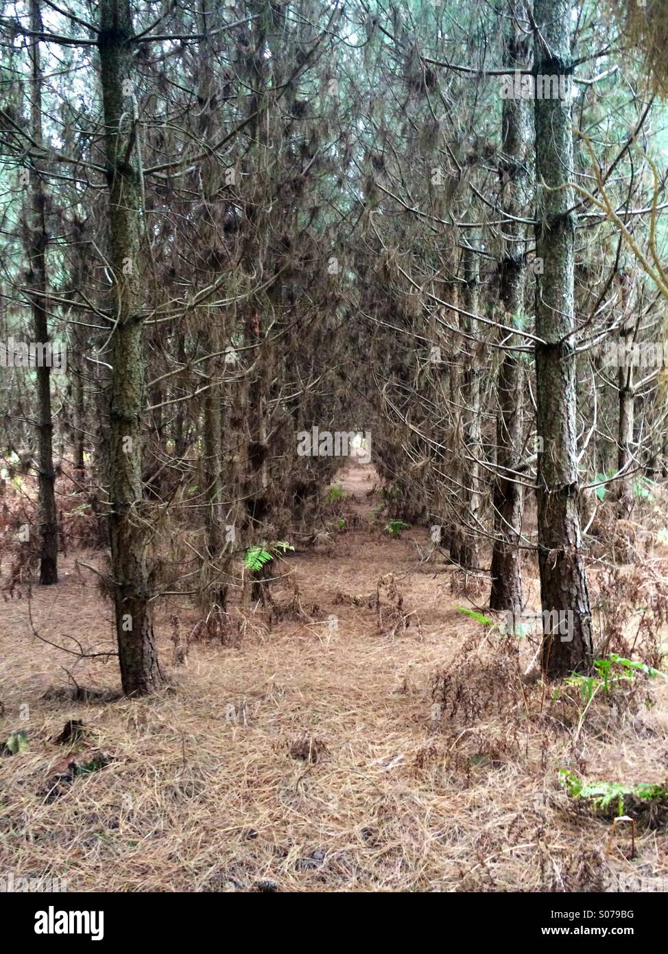 Tunnel of fir trees. - Smartphone Captured Stock Image