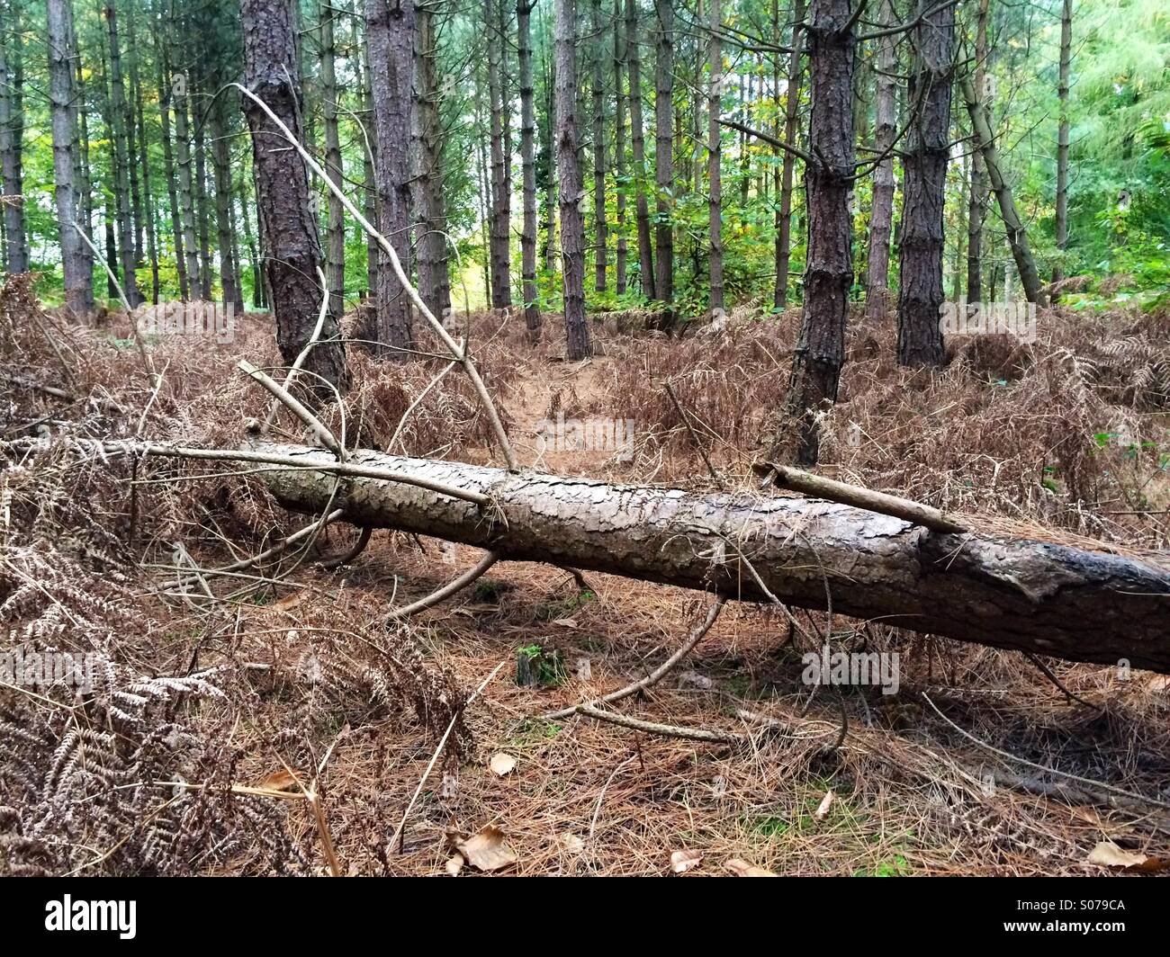 Fallen tree in pine Forrest. - Smartphone Captured Stock Image