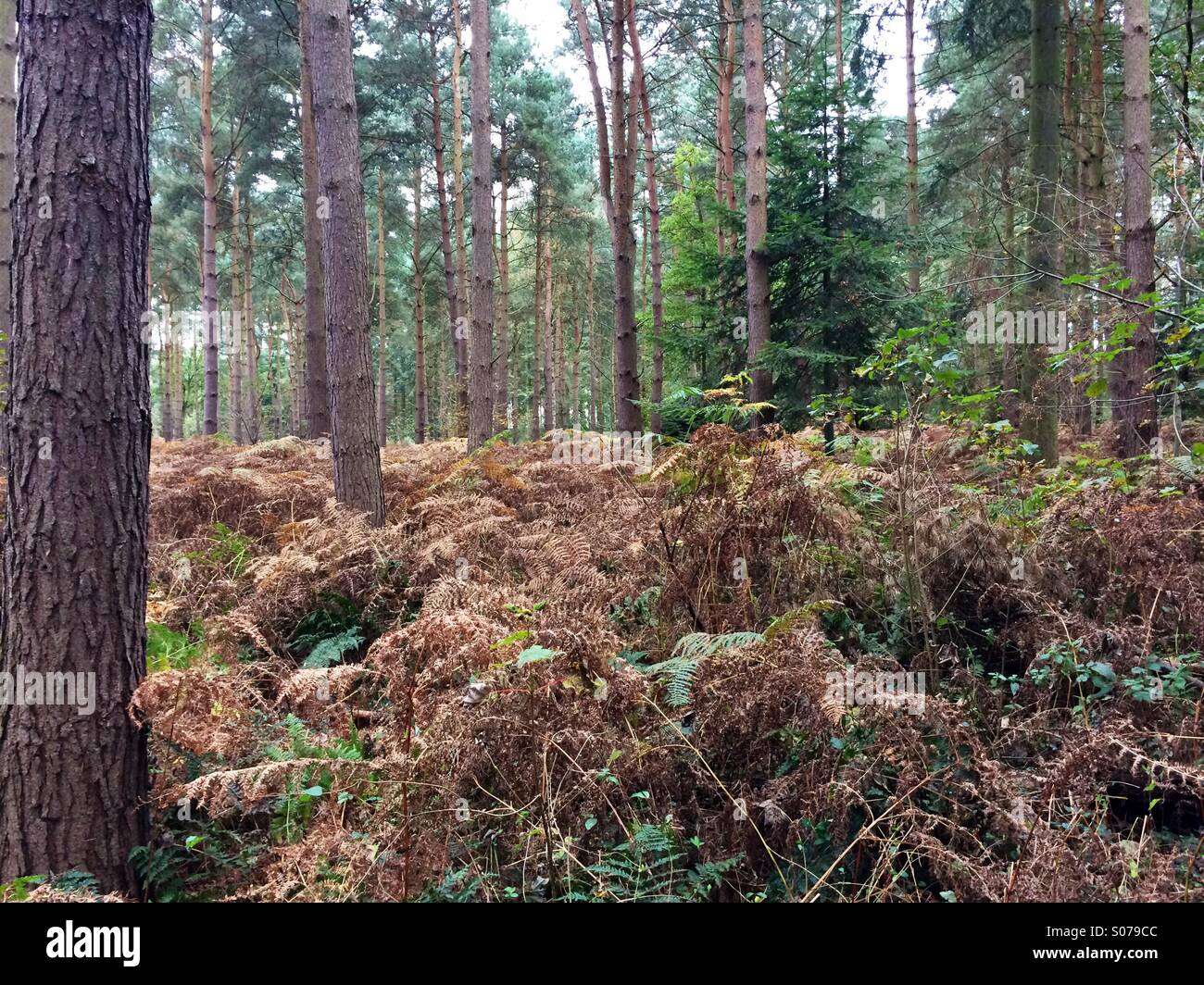 Woodland trees with a carpet of bracken ferns. Stock Photo