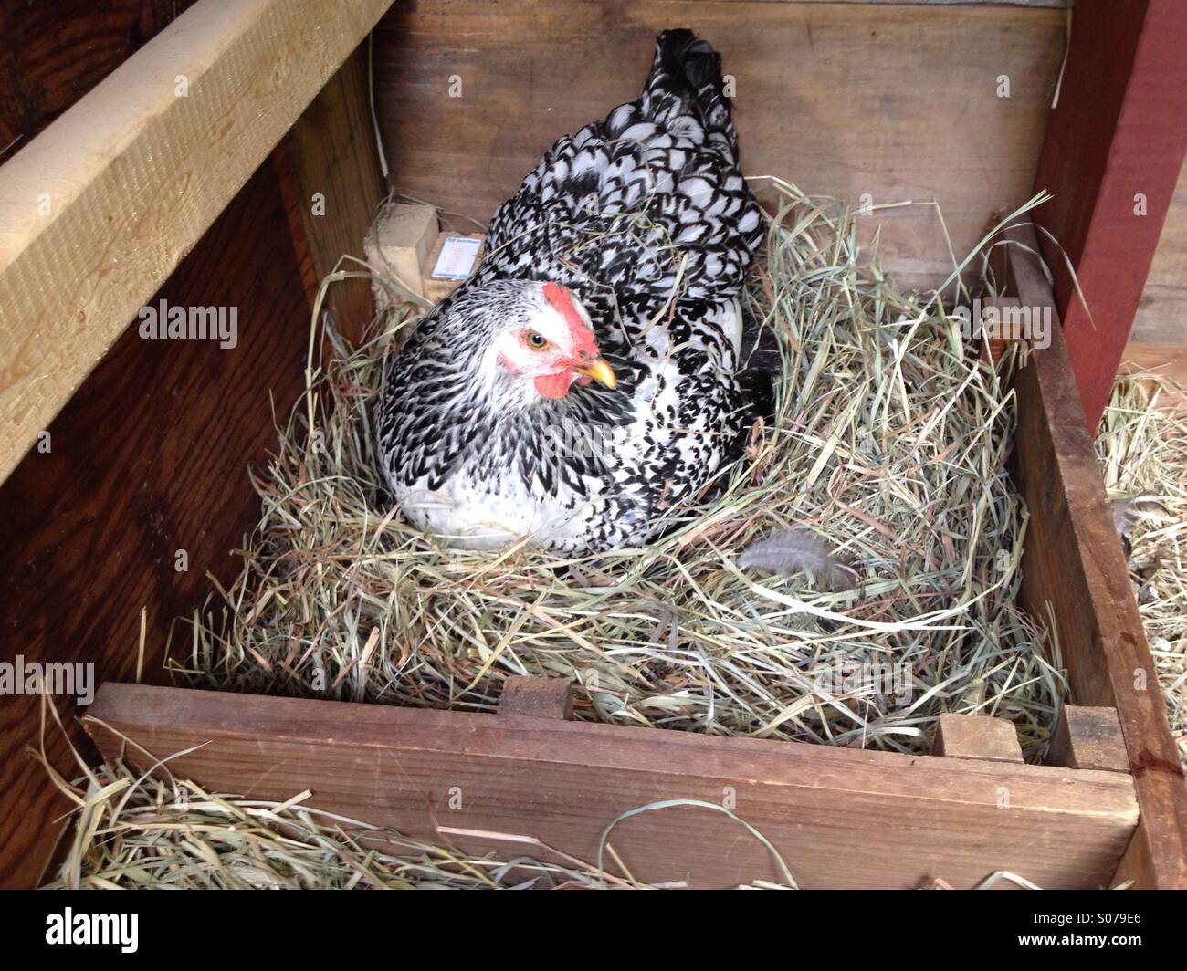 Chicken on nest in nesting box laying an egg - Smartphone Captured Stock Image