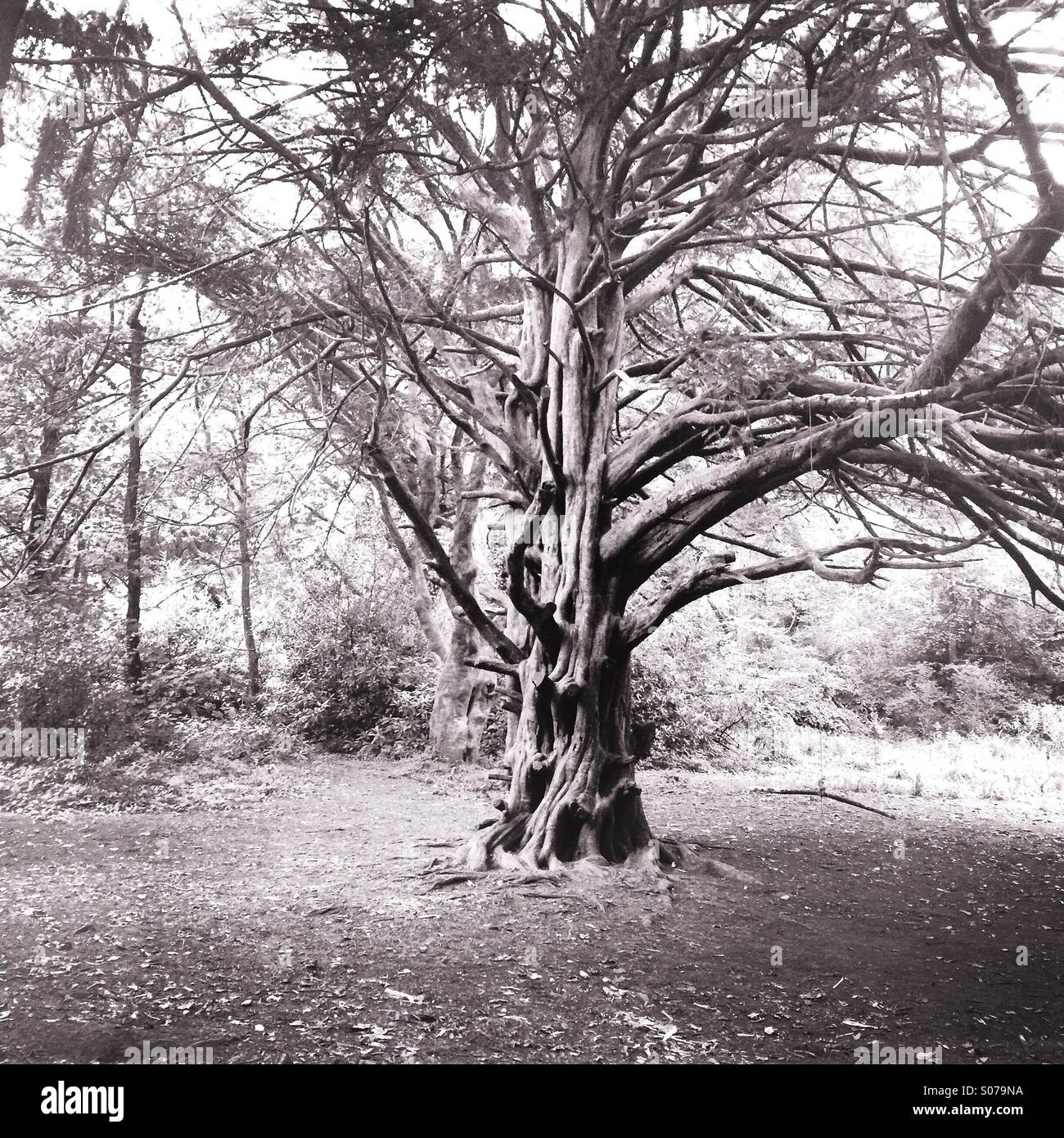 Ancient tree in an English forest Stock Photo