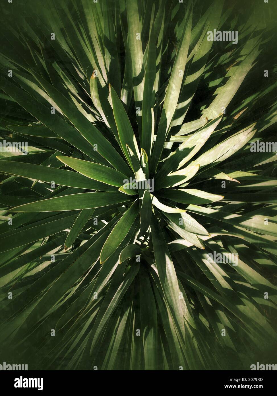 Top view of a yucca plant Stock Photo