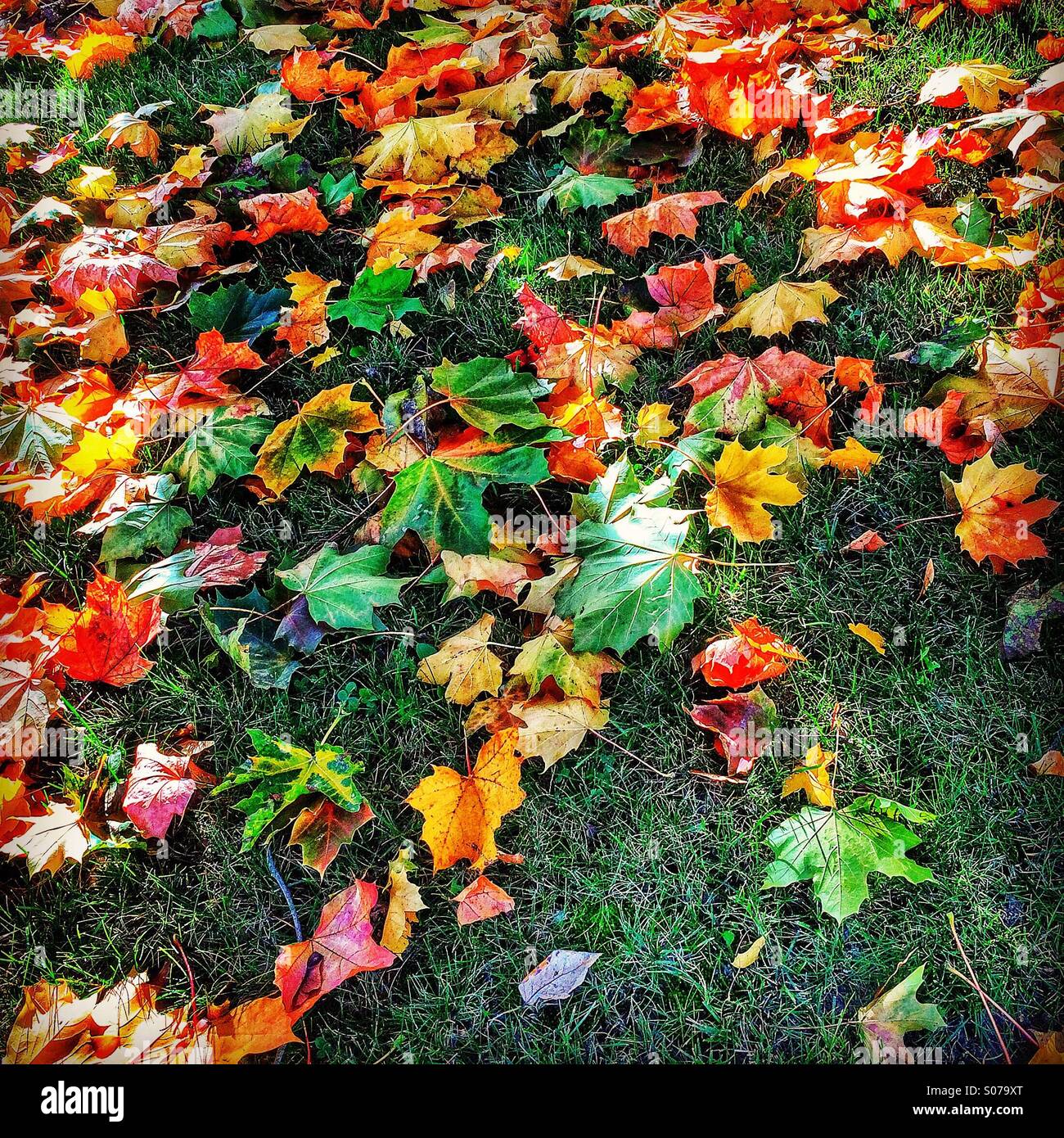 Bright saturated autumn leaves - Smartphone Captured Stock Image
