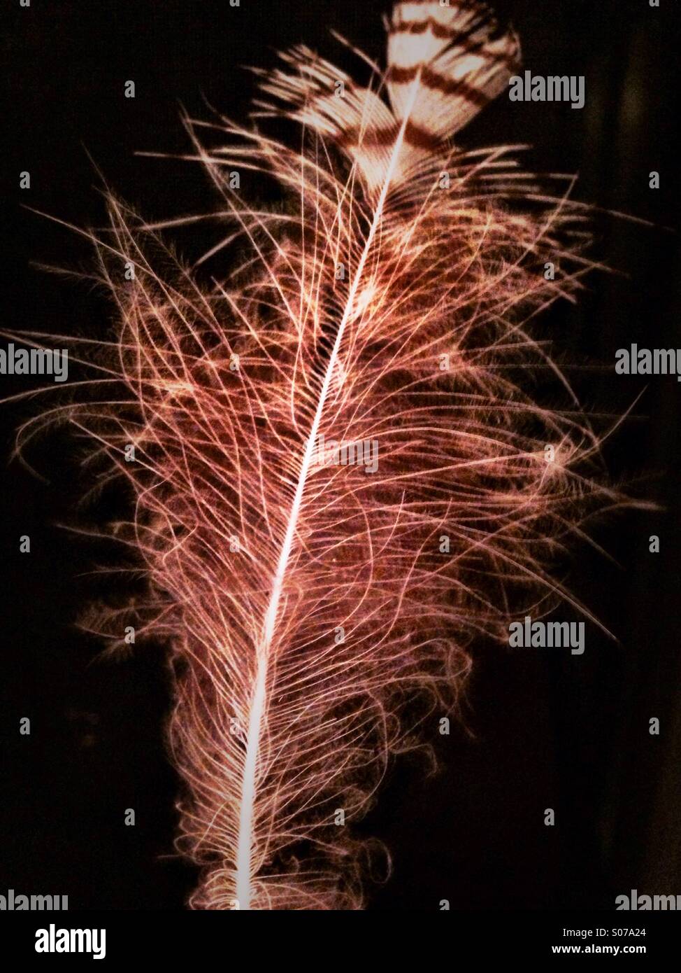 Single feather, black background - Smartphone Captured Stock Image