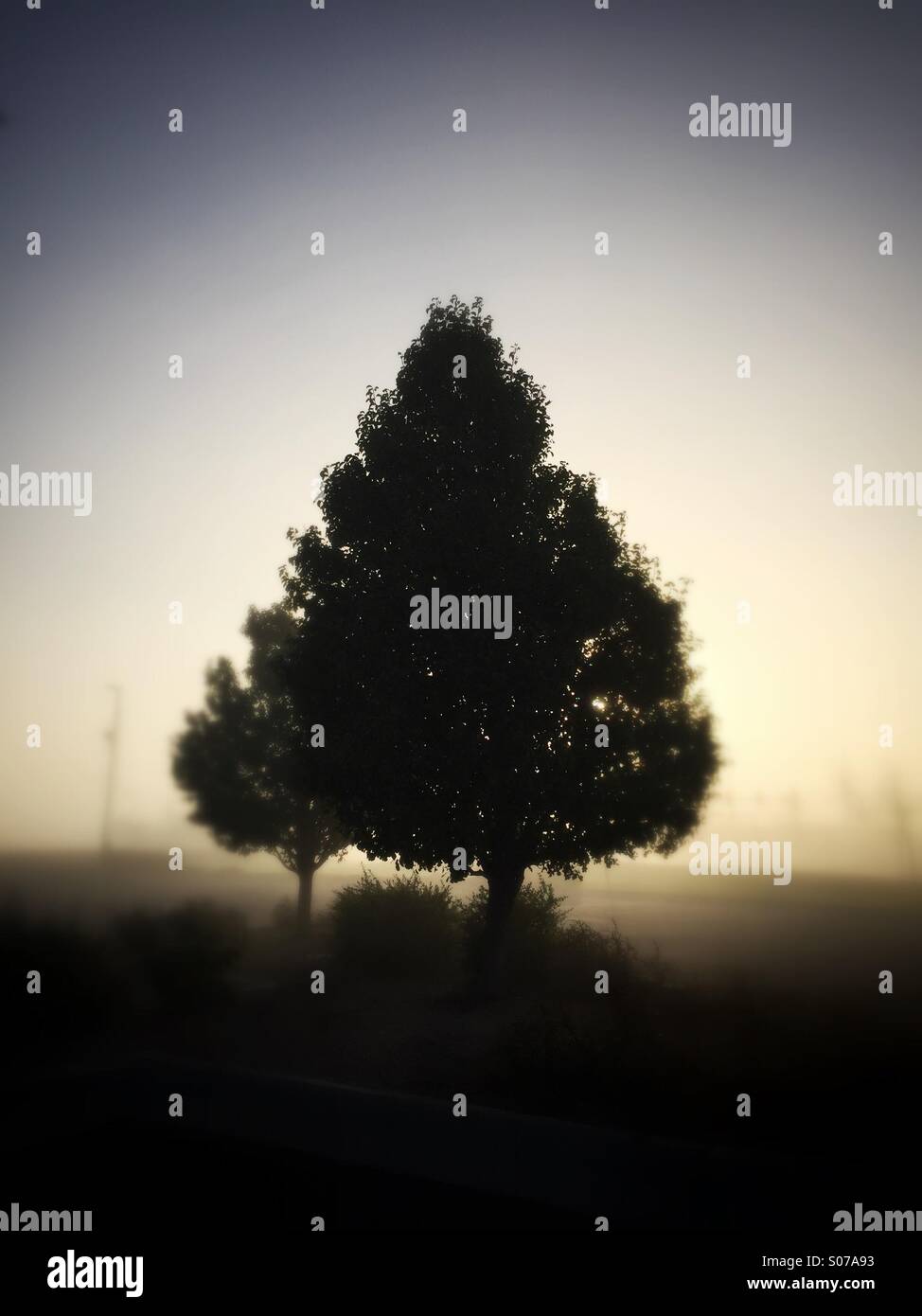 Silhouette of a tree on a foggy morning Stock Photo