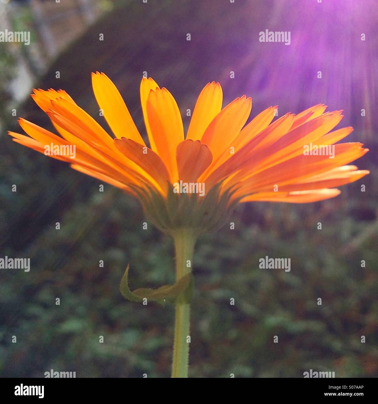 Orange flower with lens flare Stock Photo