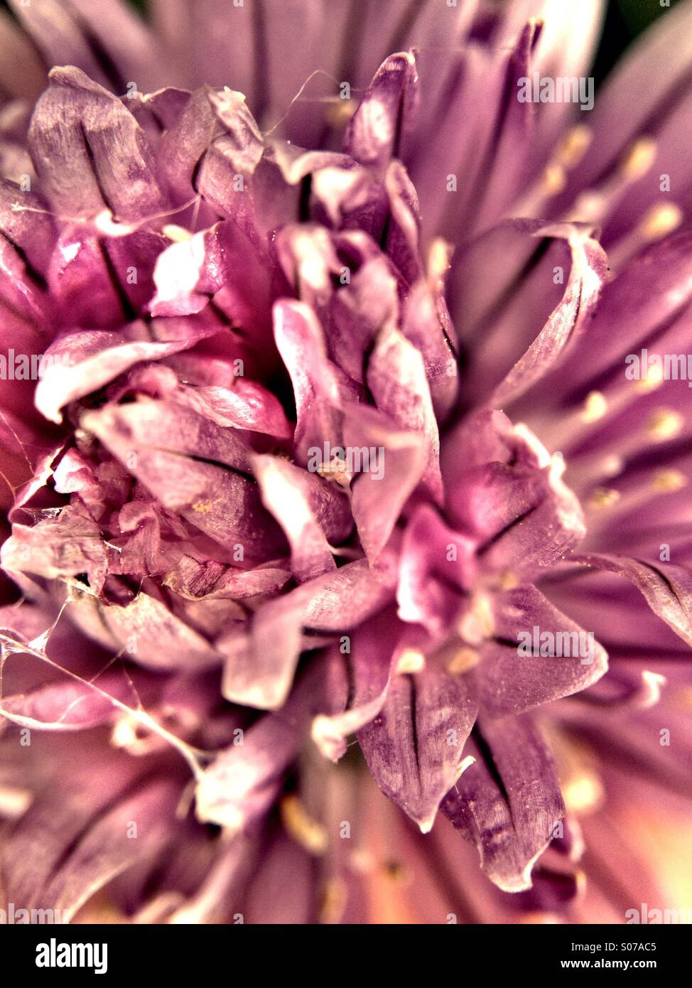 Chive plant flowers - Smartphone Captured Stock Image