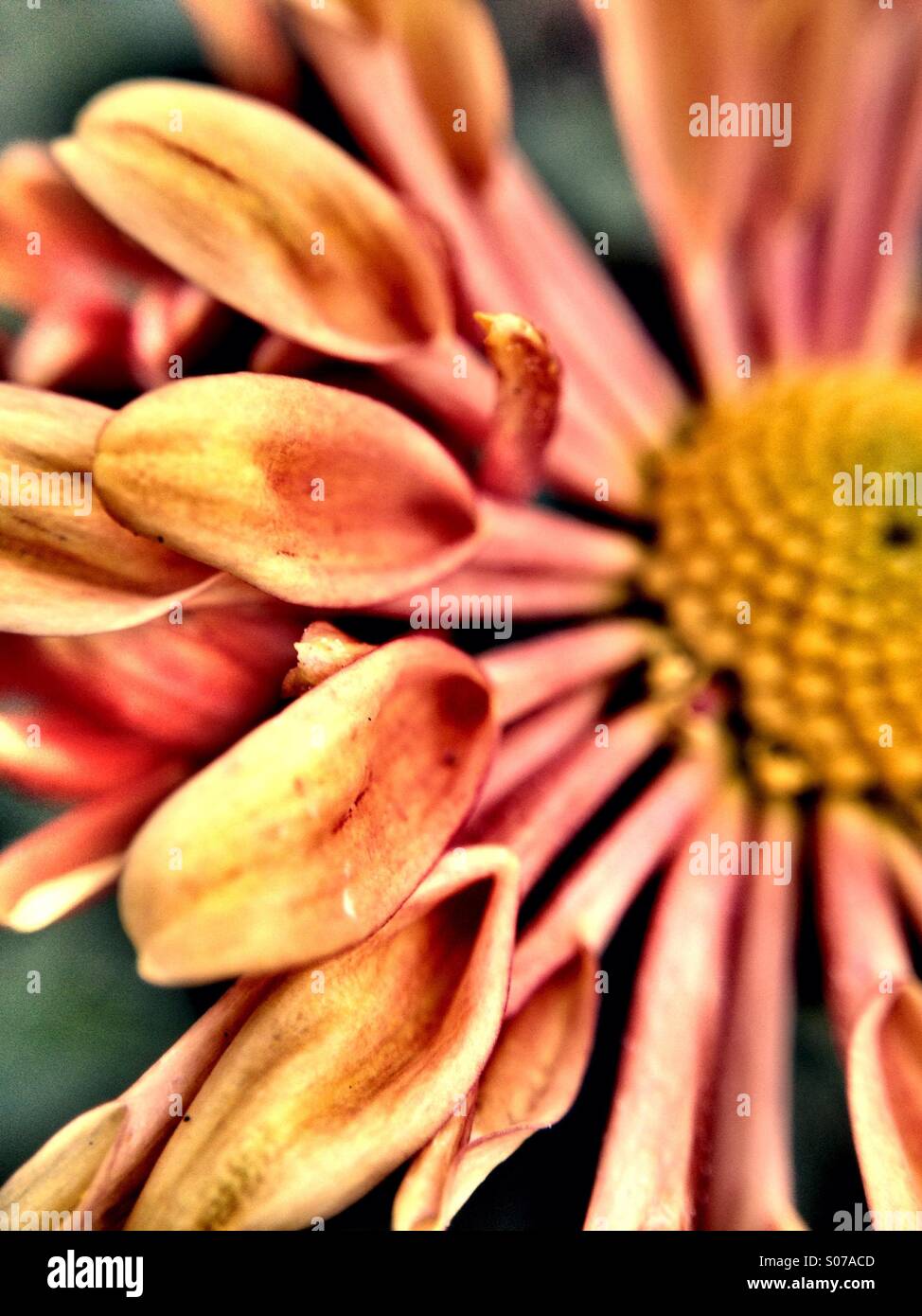 Chrysanthemum flower Stock Photo