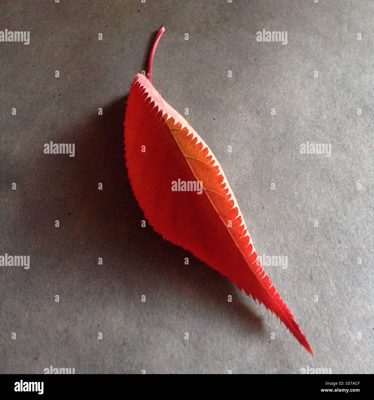 Autumn leaf - Smartphone Captured Stock Image