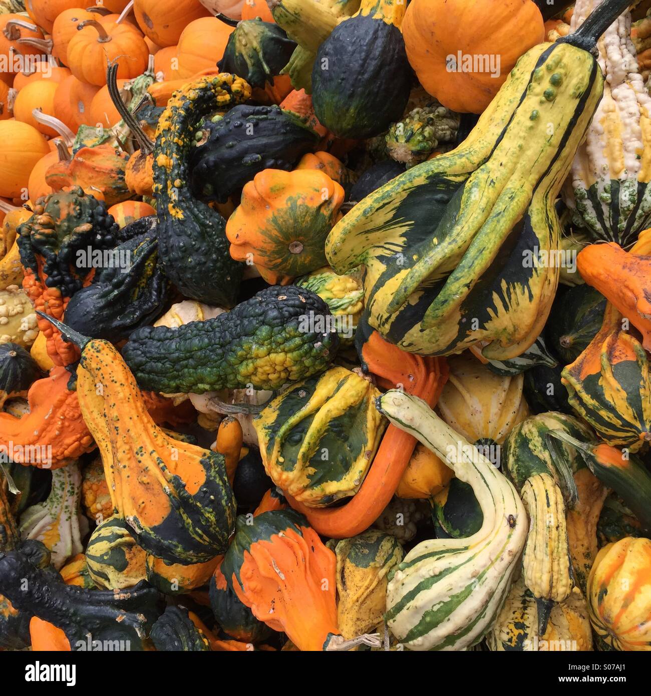 Yellow gourds hires stock photography and images Alamy