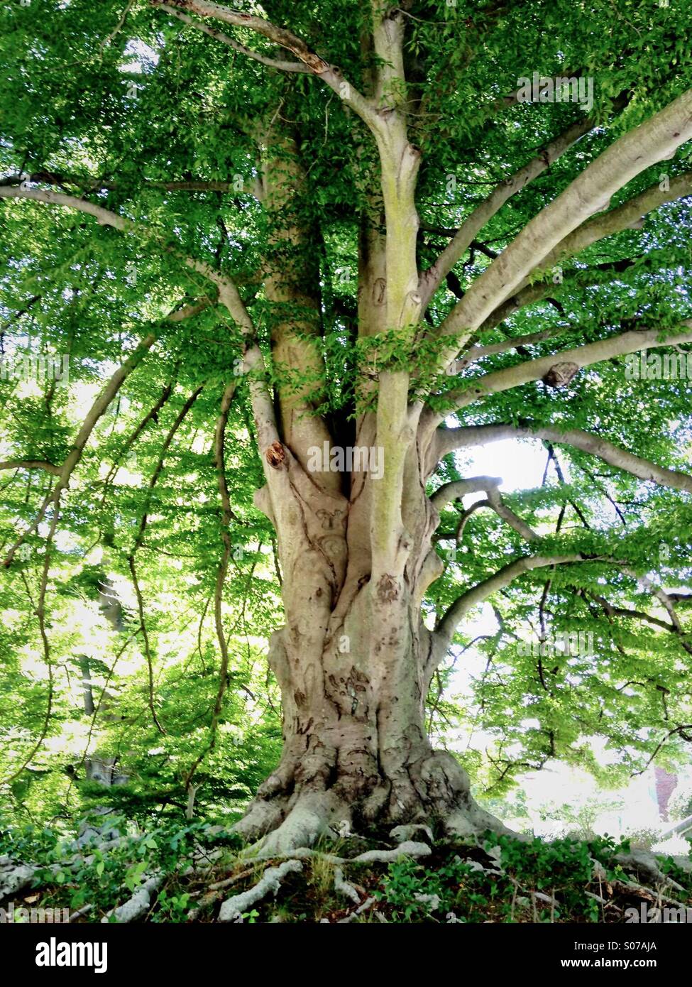 Giant beech tree Stock Photo Alamy