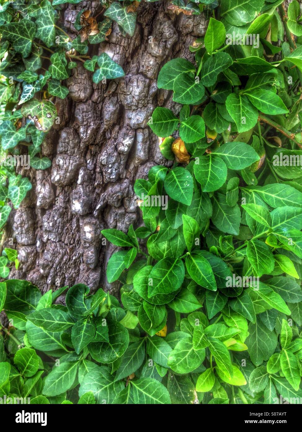 Natural texture and beauty of lush green vines on a tree's trunk. HDR